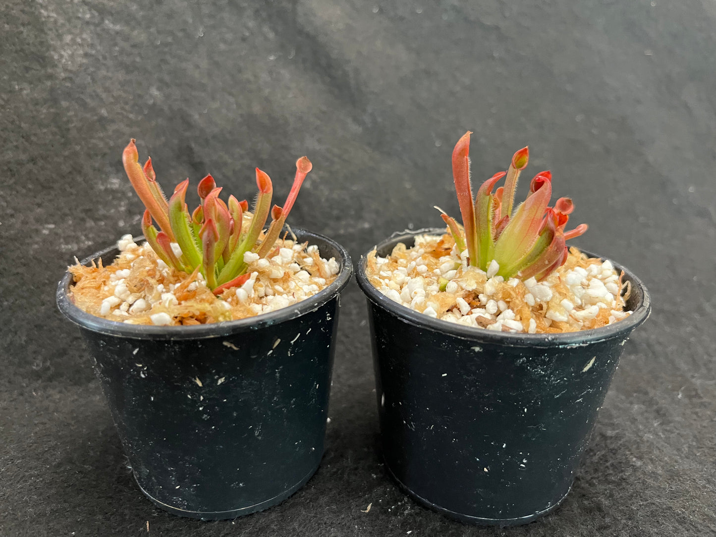 Heliamphora heterodoxa x minor