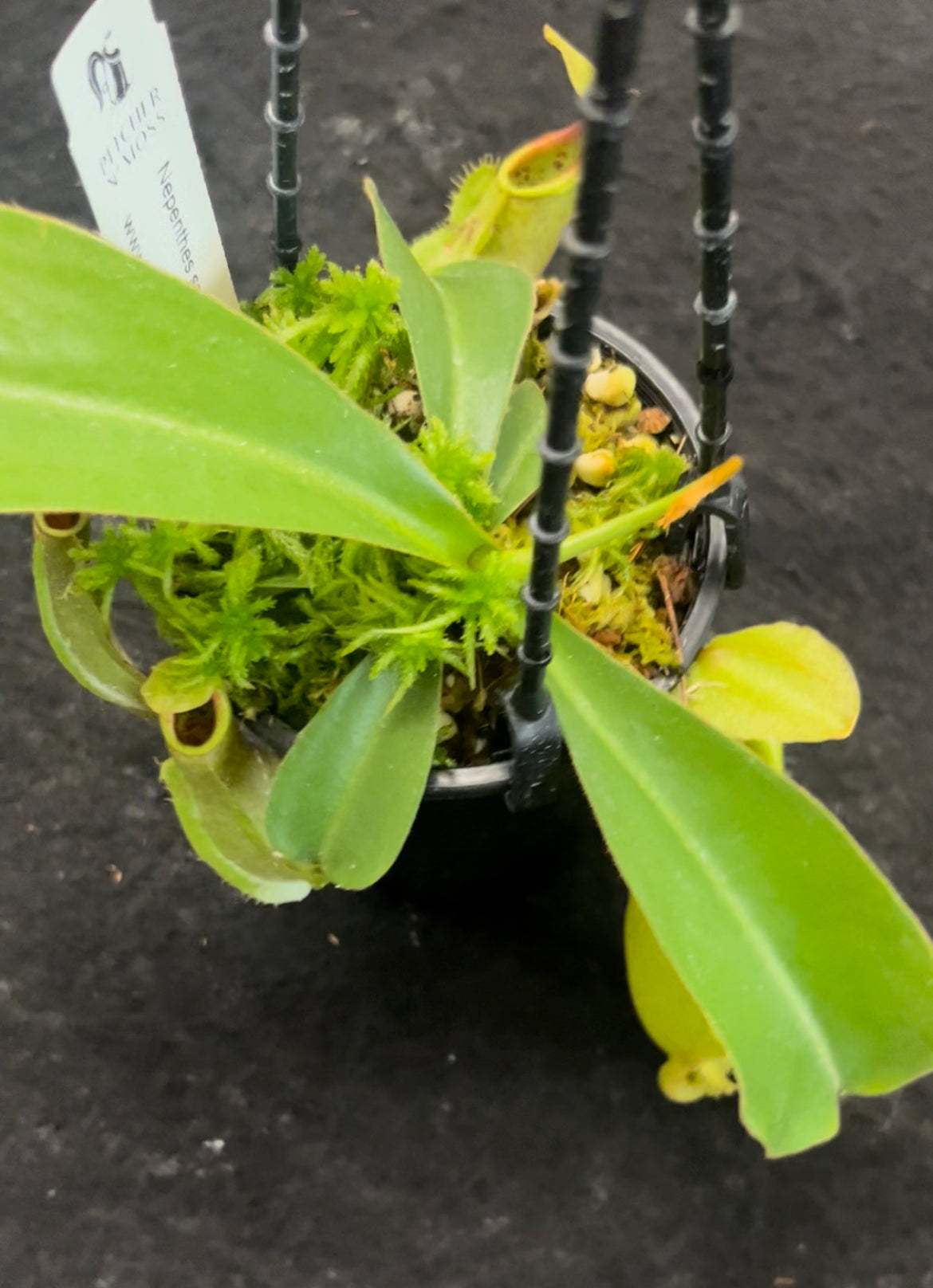 Nepenthes spathulata x veitchii