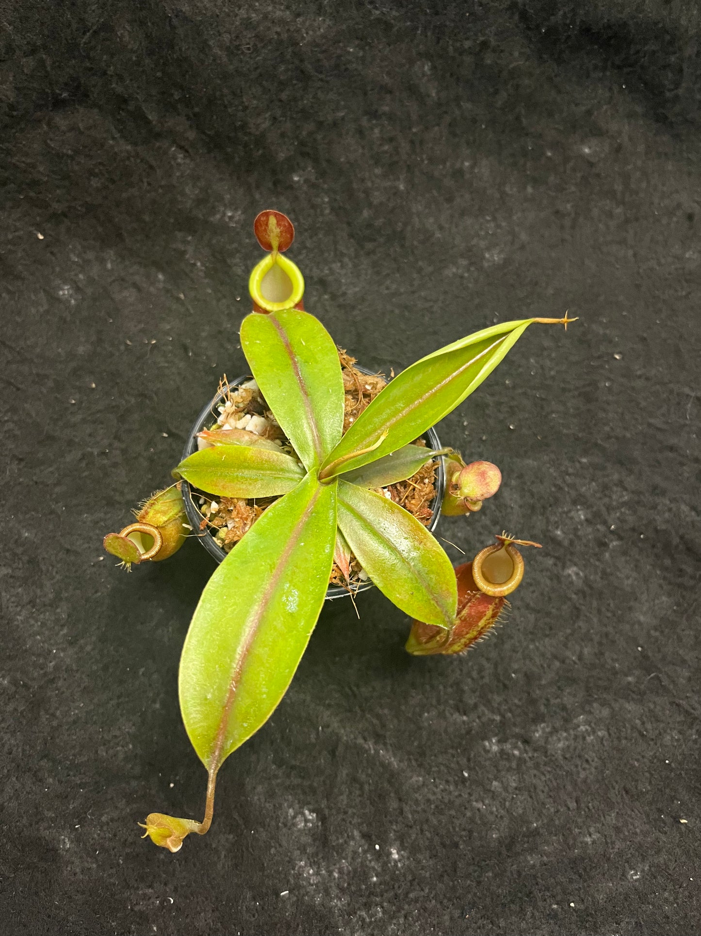 Nepenthes ampullaria x (spectabilis x talangensis)