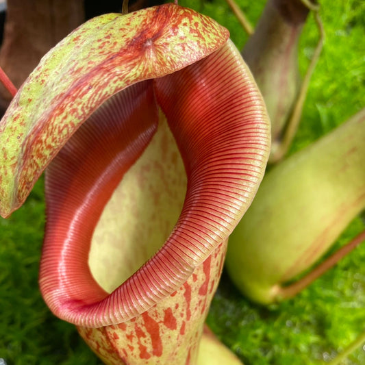 Nepenthes ventricosa x insignis 'Biak'