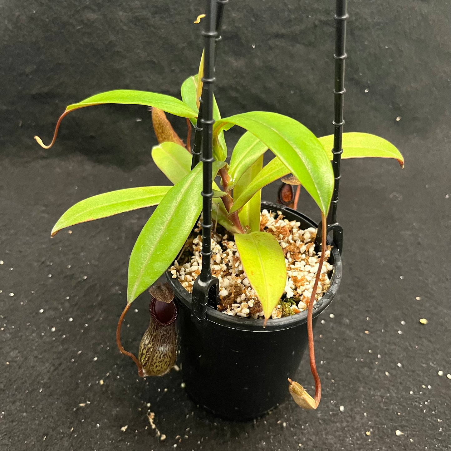 Nepenthes burkei x hamata BE-3747