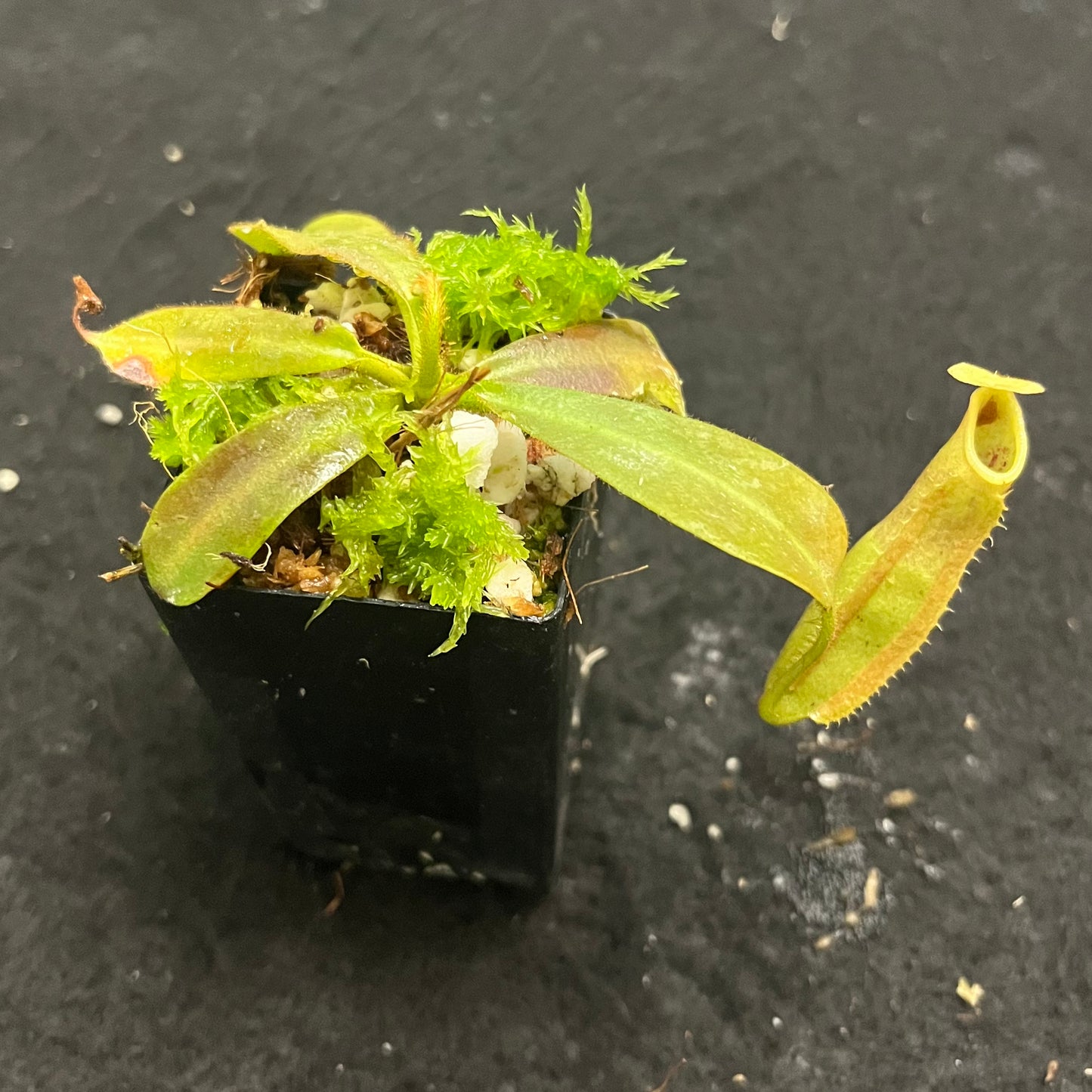 Nepenthes veitchii x veitchii