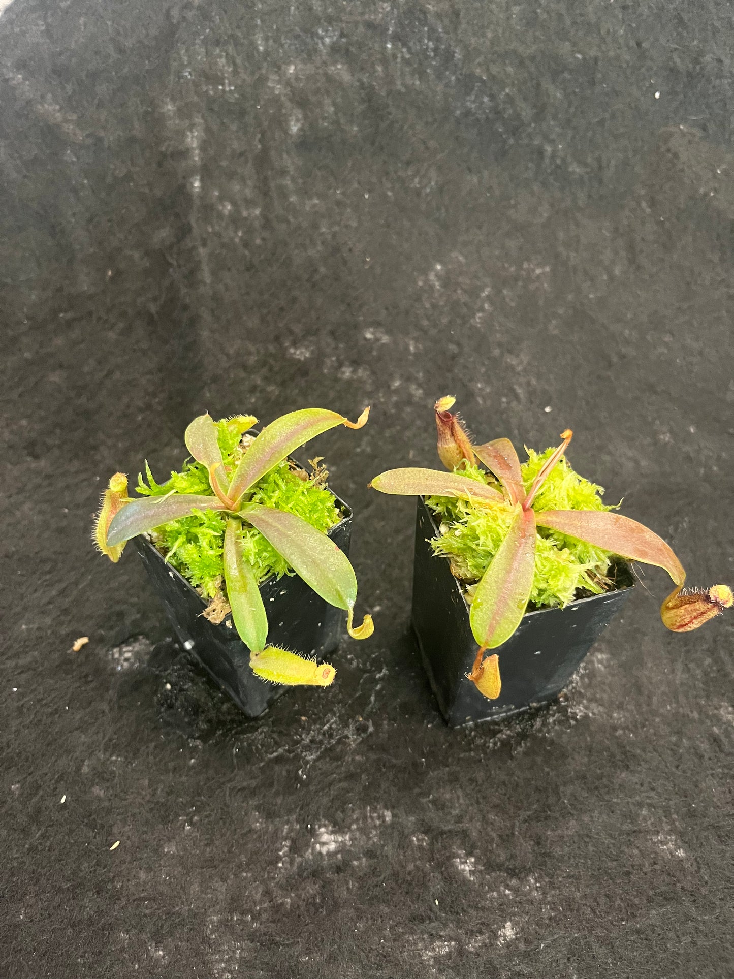 Nepenthes hamata x veitchii BE-4086