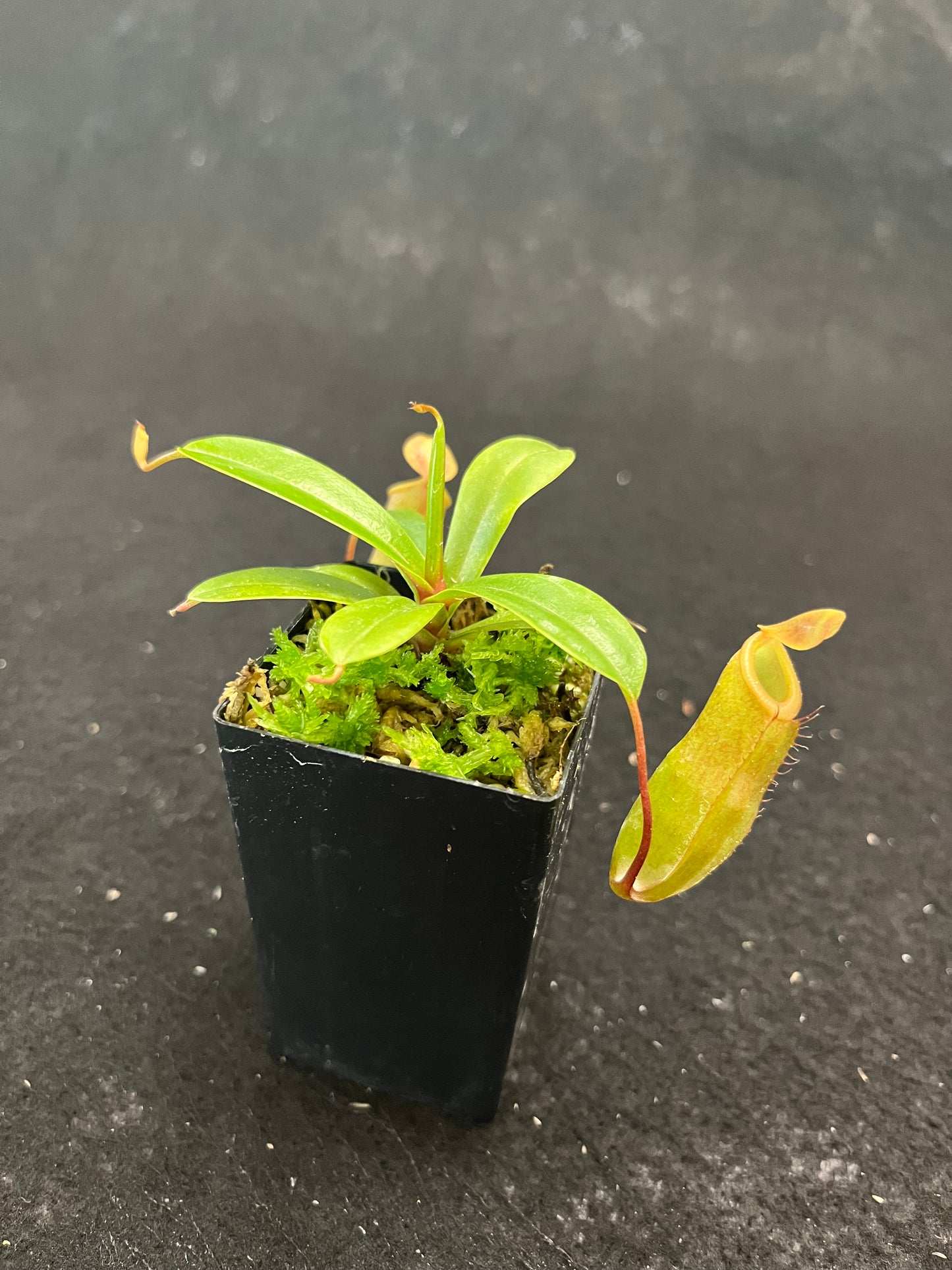 Nepenthes ventricosa x dubia