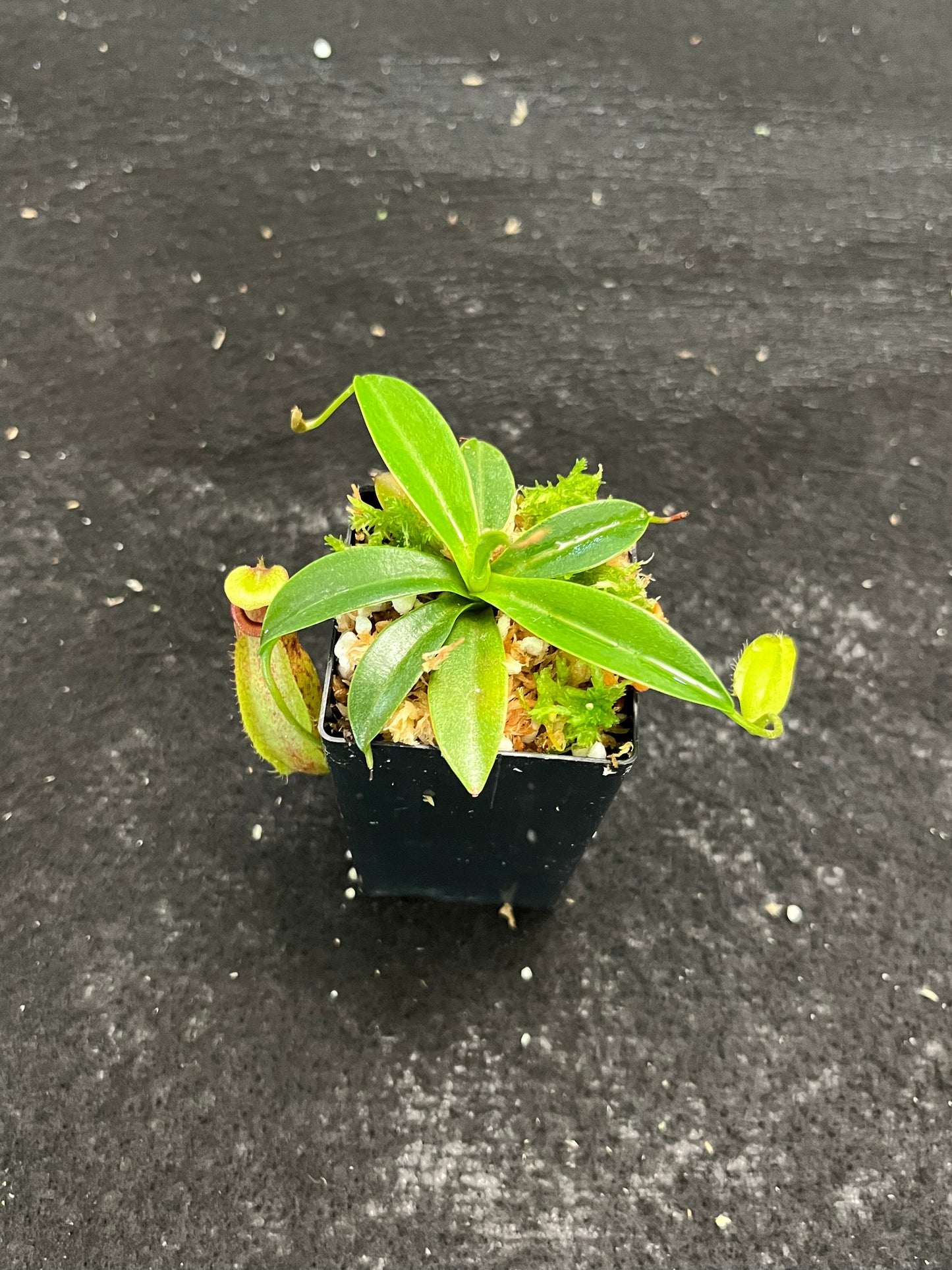 Nepenthes merrilliana x aristolochioides