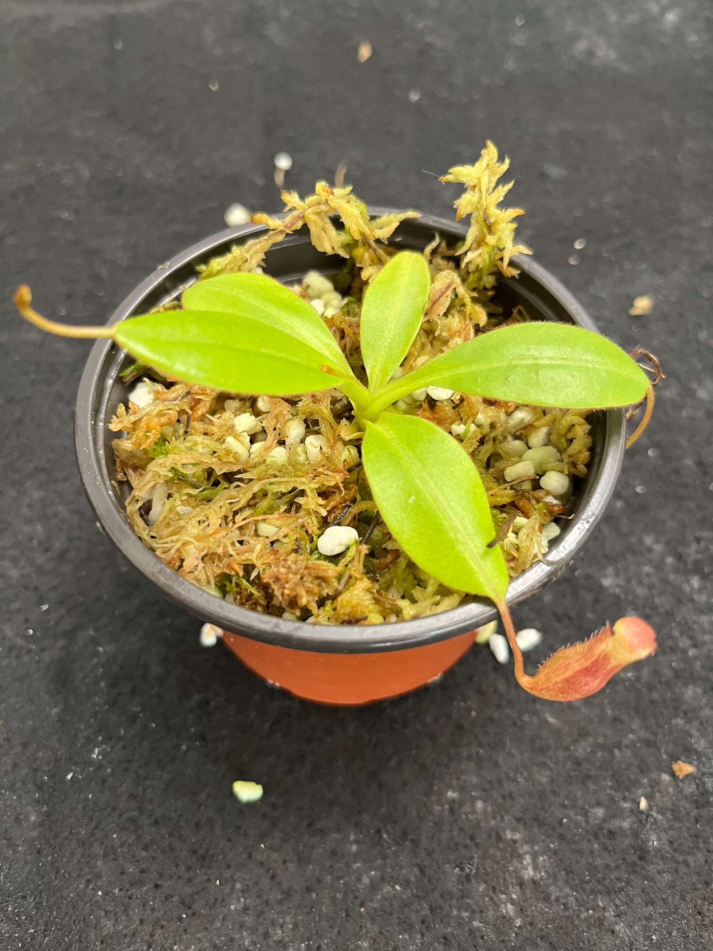 Nepenthes rajah x (burbidgeae x edwardsiana)