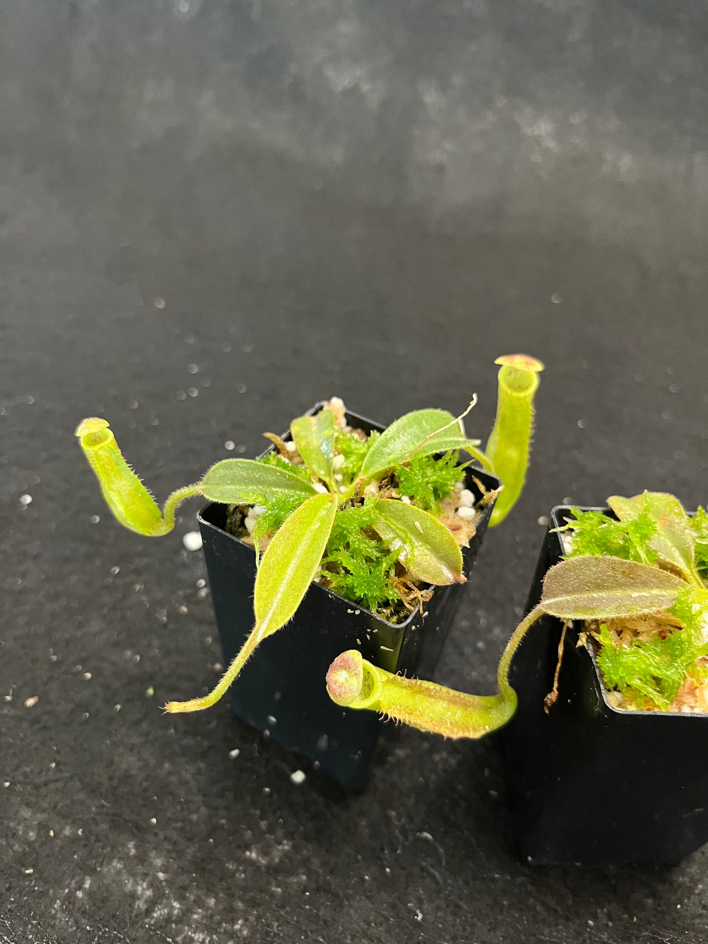 Nepenthes maxima 'Wavy Leaf' BE-3786