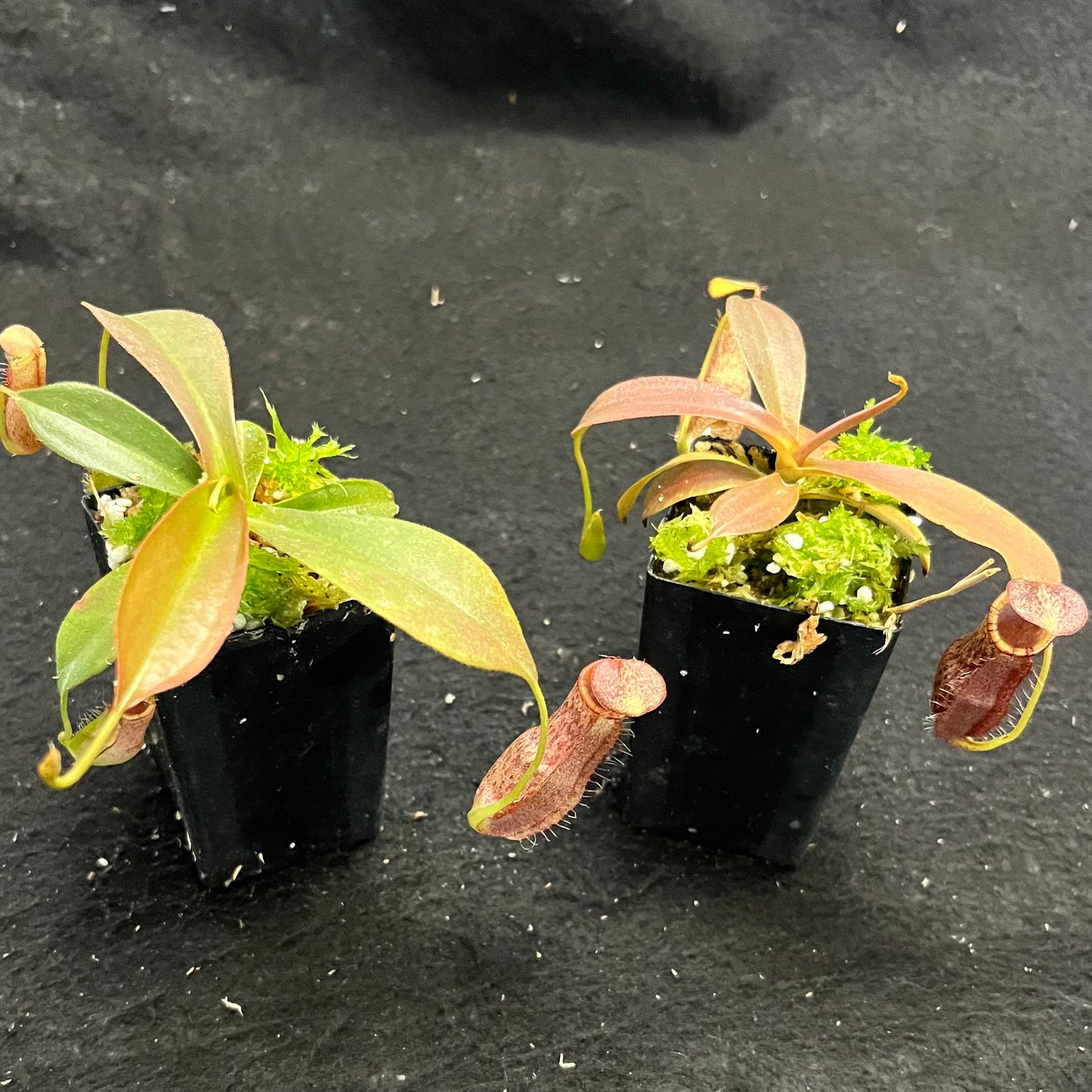 Nepenthes 'Helen' BE-4528