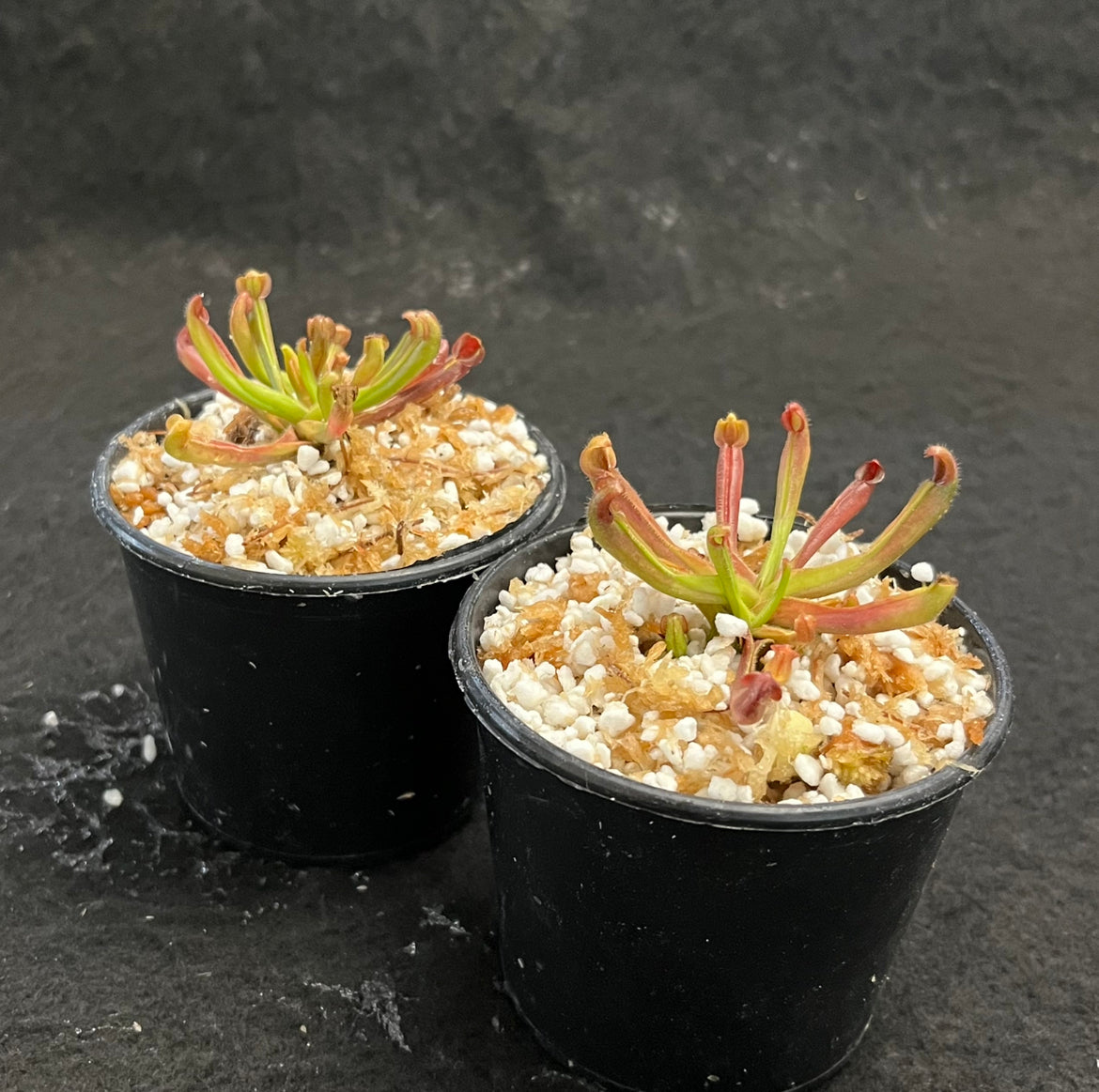 Heliamphora nutans