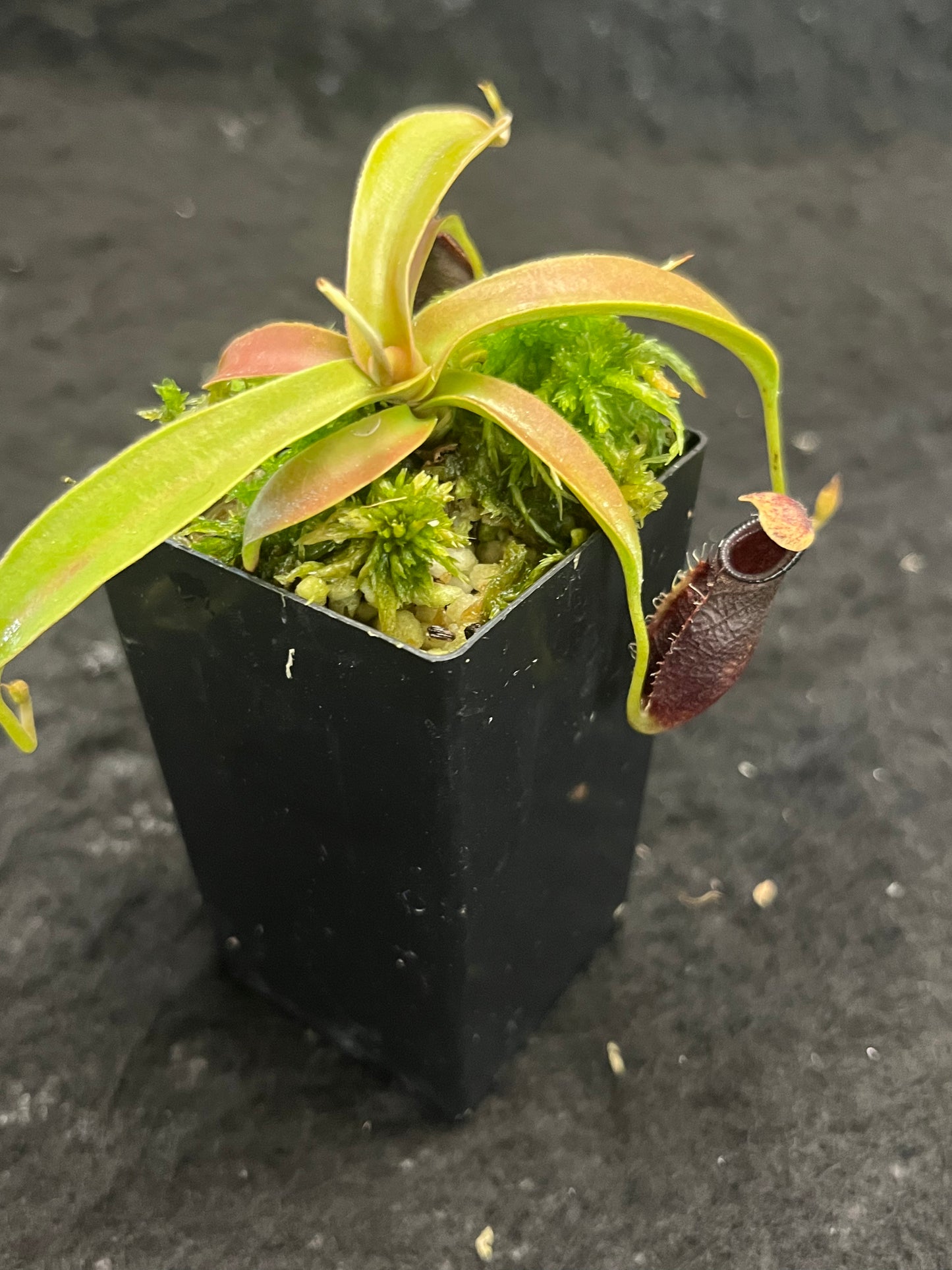 Nepenthes ovata