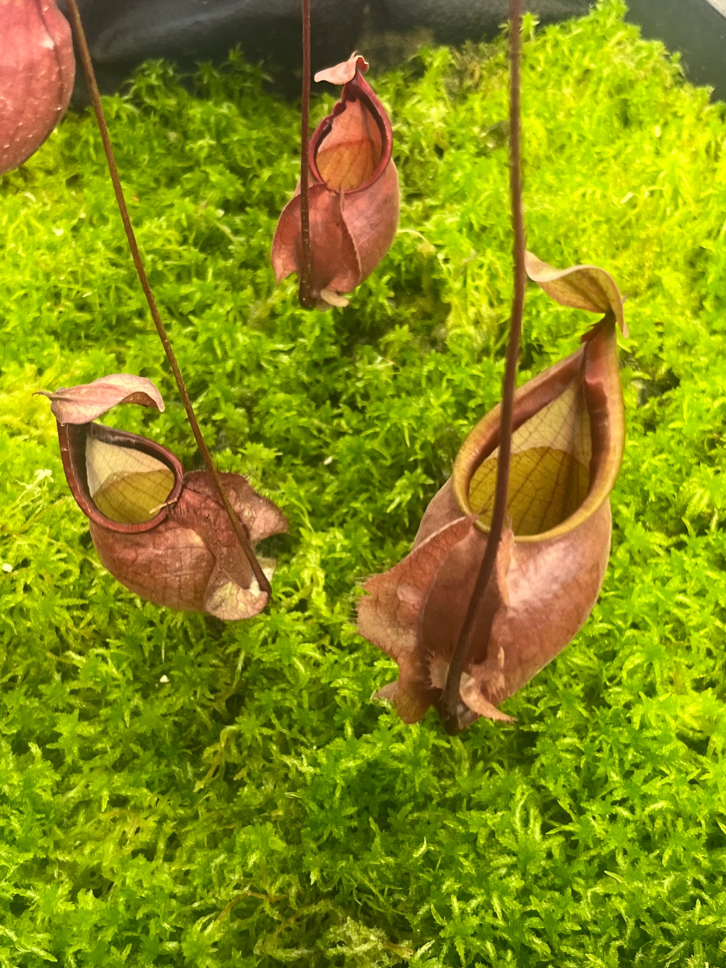 Nepenthes orbiculata