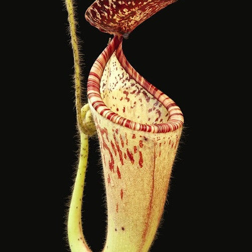 Nepenthes glandulifera Seedgrown