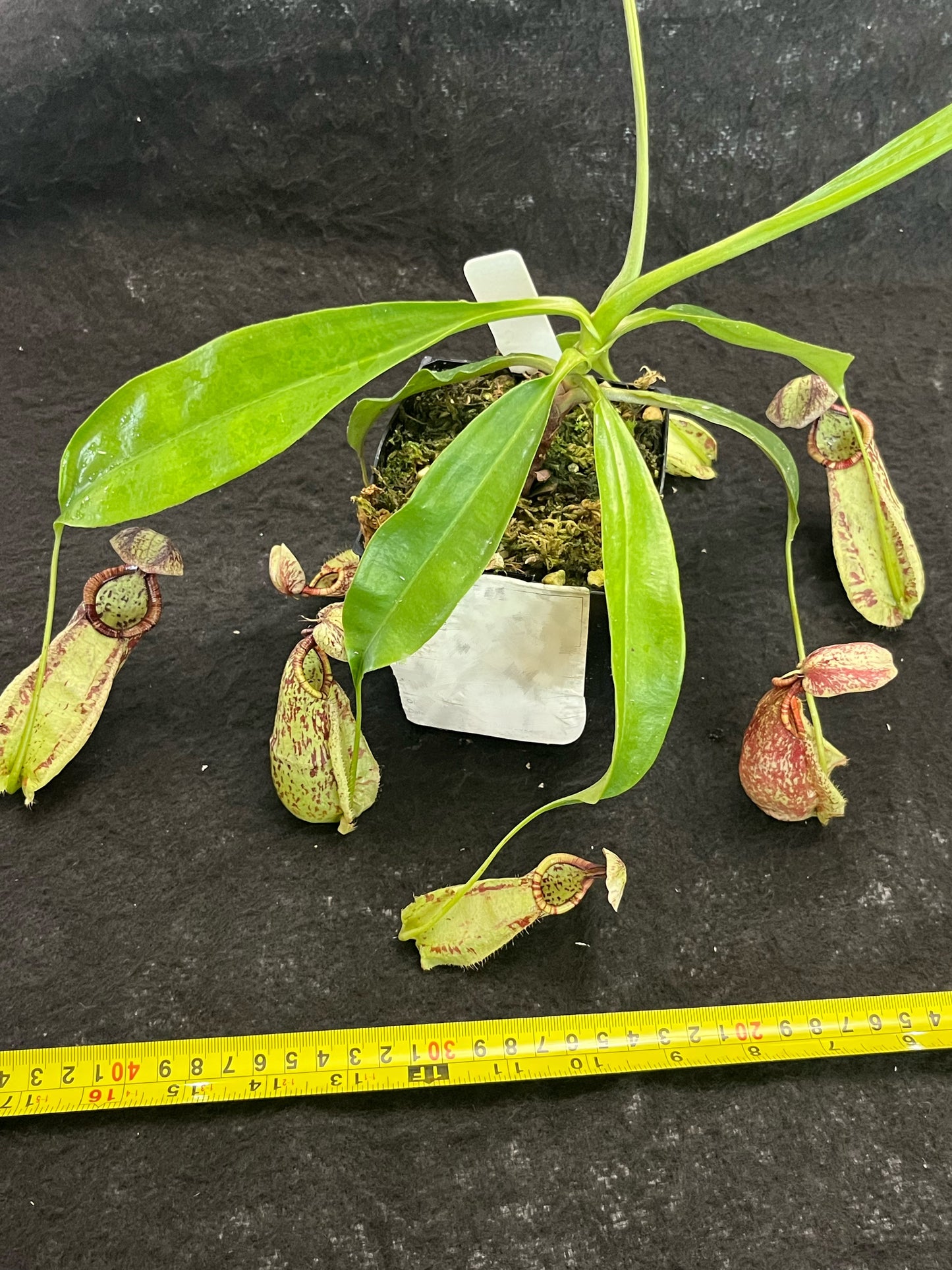 Nepenthes rafflesiana SG