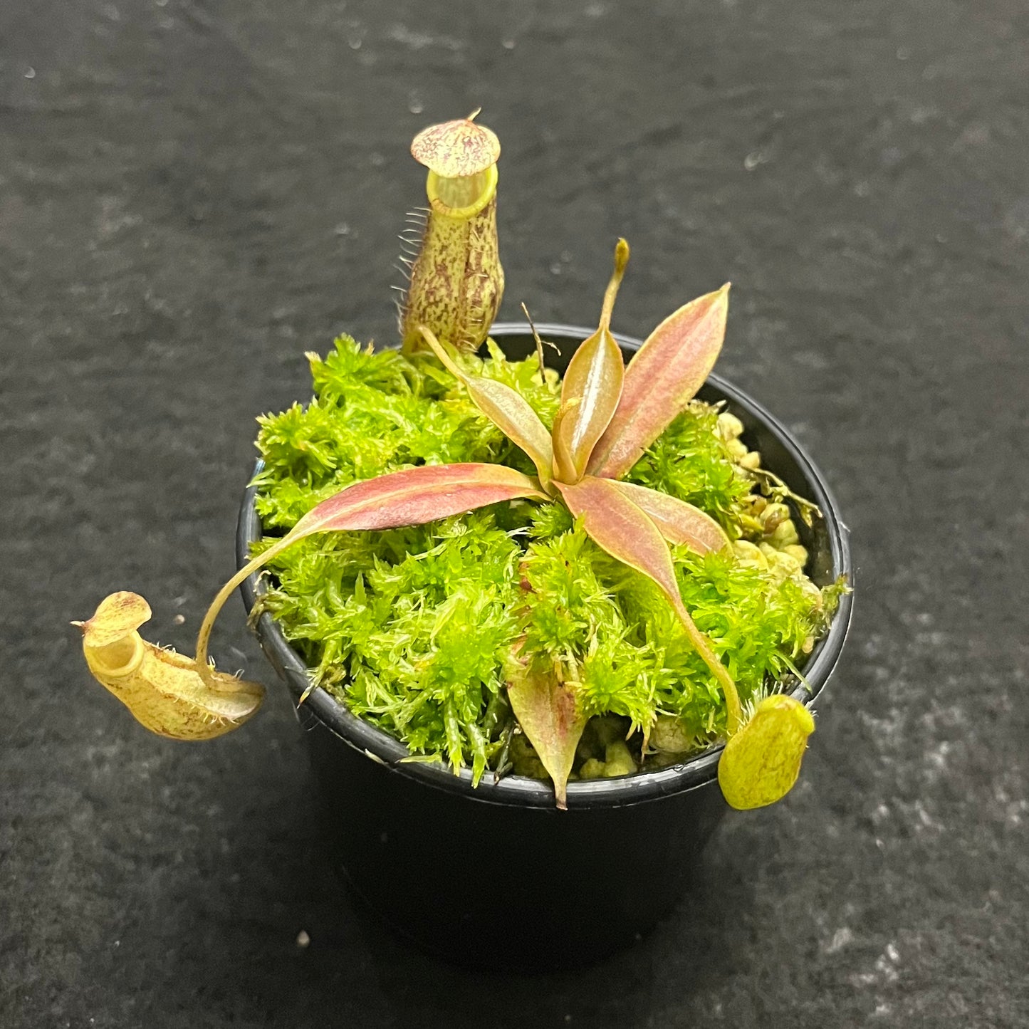 Nepenthes spectabilis x mira