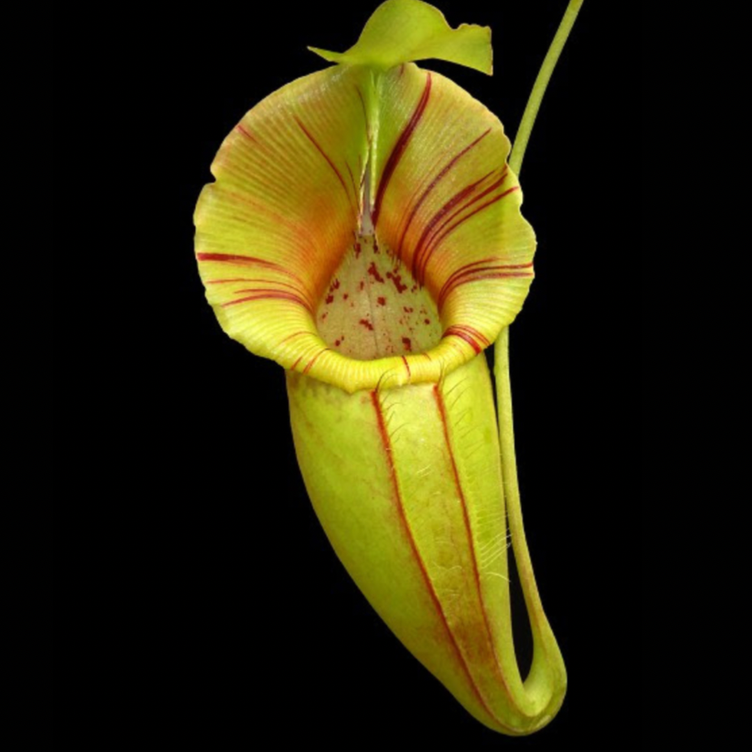 Nepenthes ovata