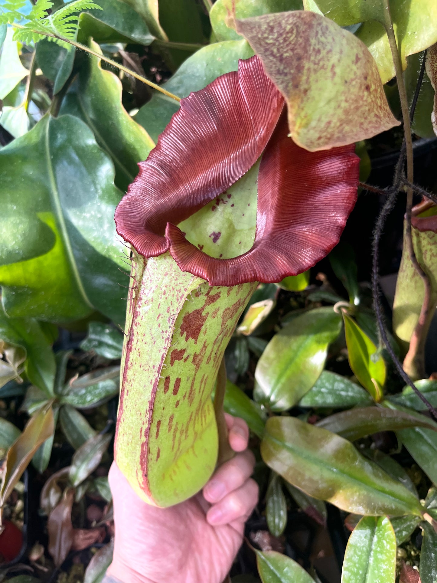 Nepenthes truncata x maxima