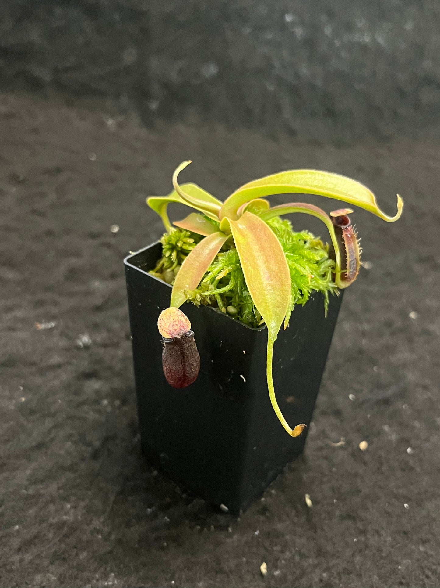 Nepenthes ovata