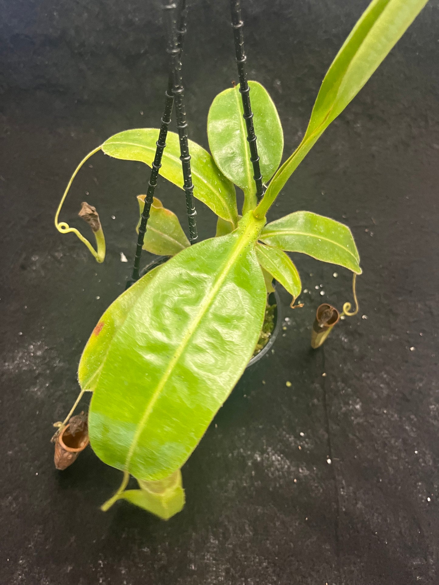 Nepenthes glandulifera x maxima