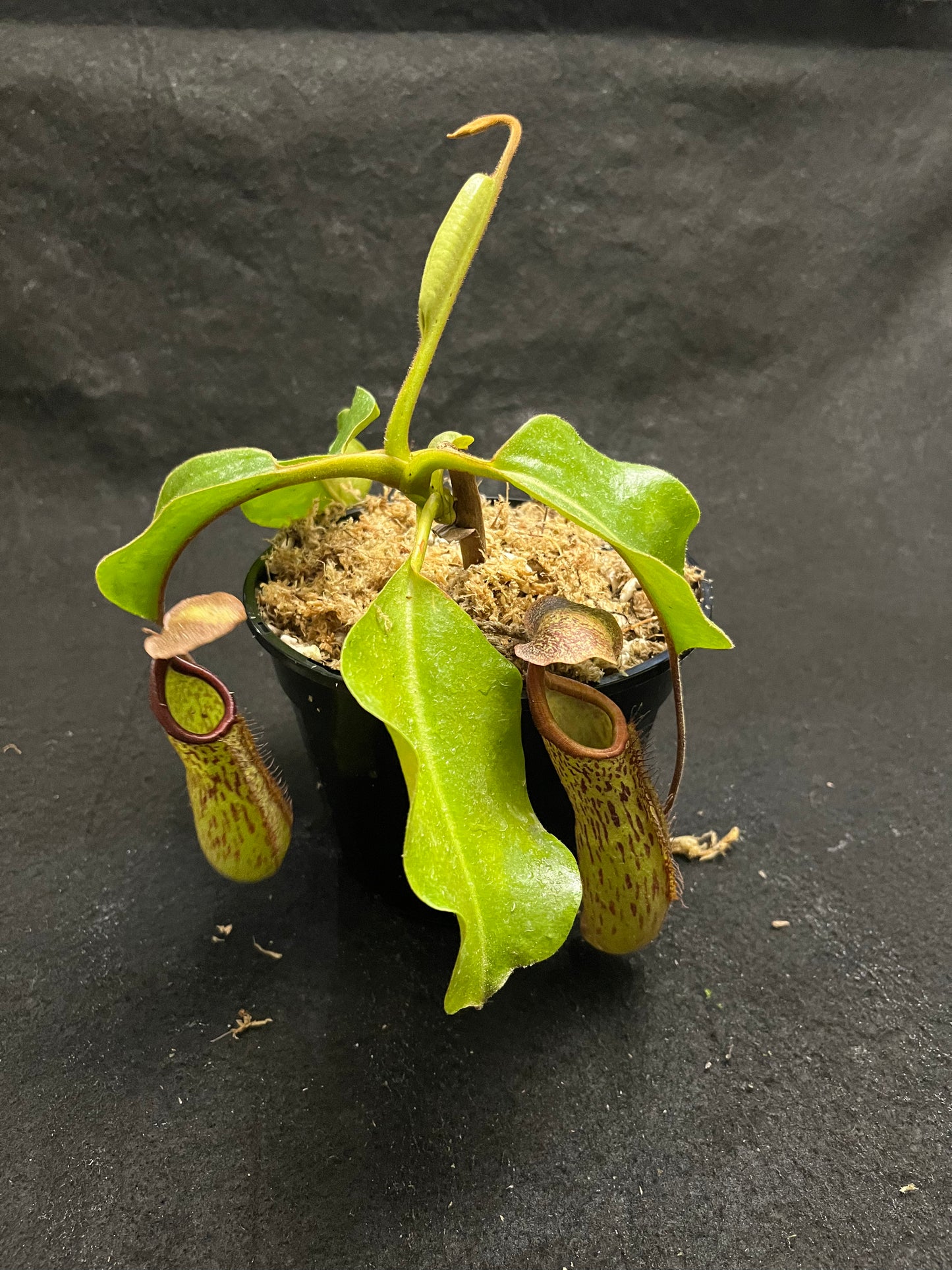 Nepenthes truncata x maxima