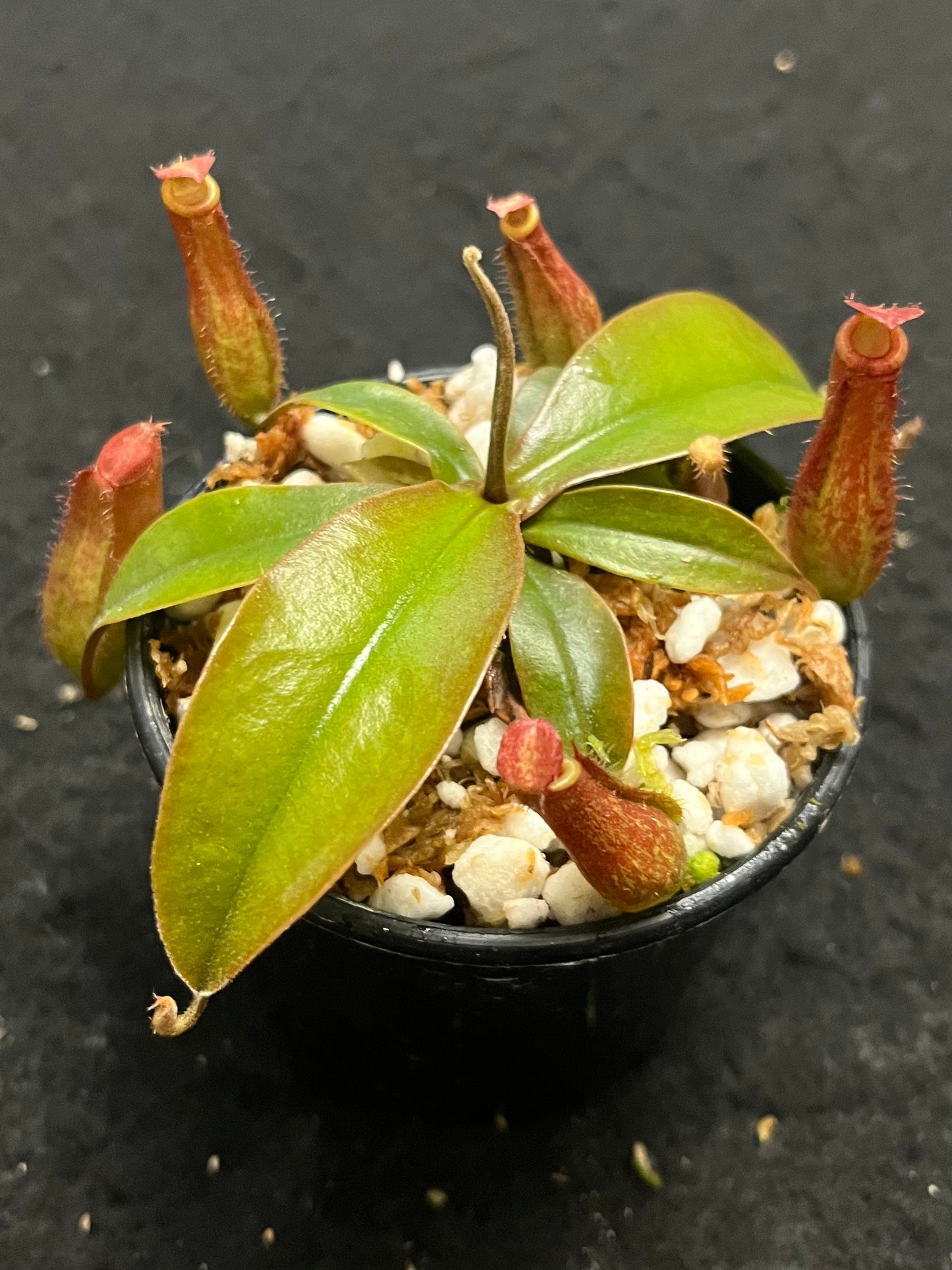 Nepenthes ampullaria x ventricosa "Bloody Mary”