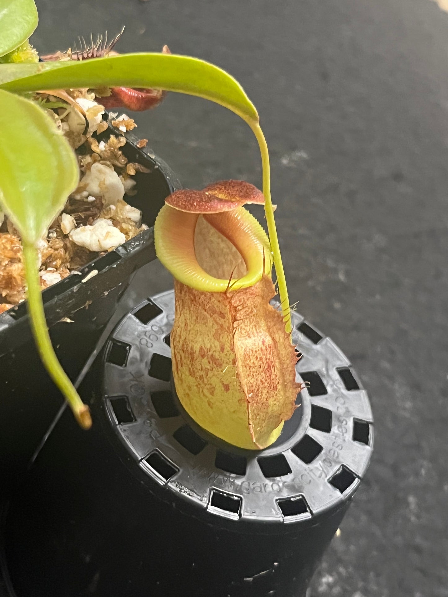 Nepenthes spathulata x tenuis