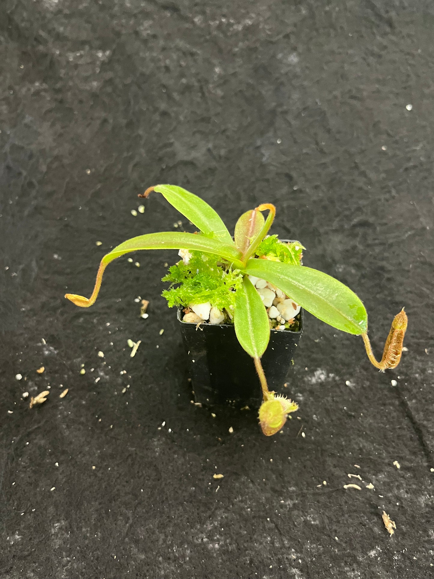 Nepenthes hamata x platychila BE-4043