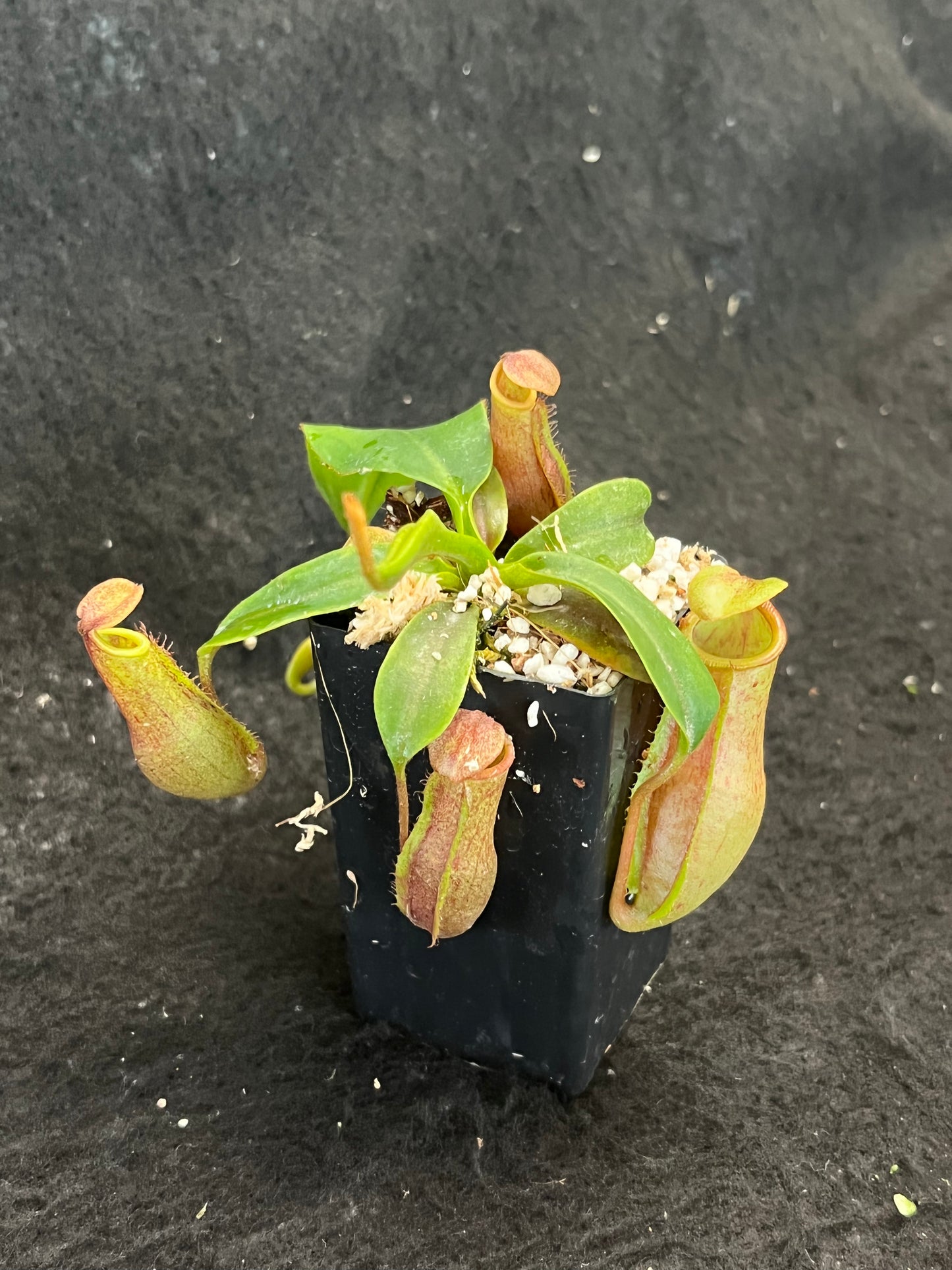 Nepenthes veitchii x mira