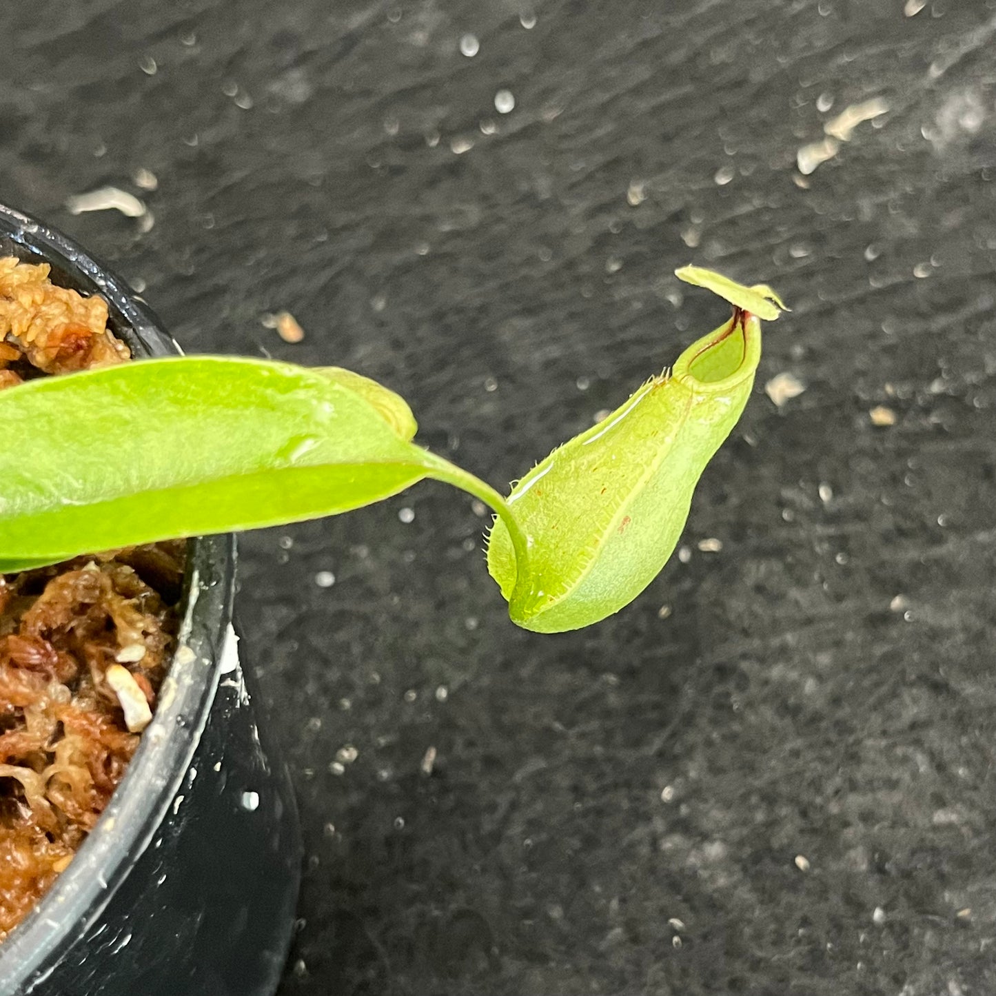 Nepenthes rafflesiana