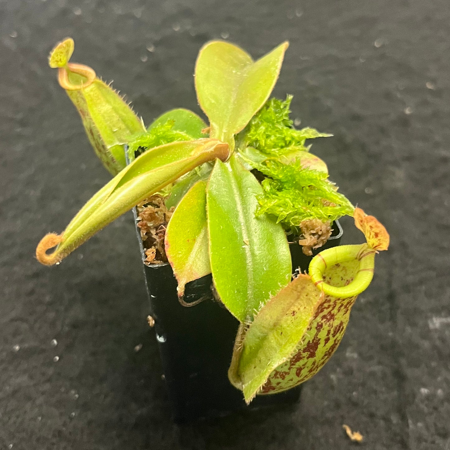 Nepenthes ampullaria x (veitchii x lowii)