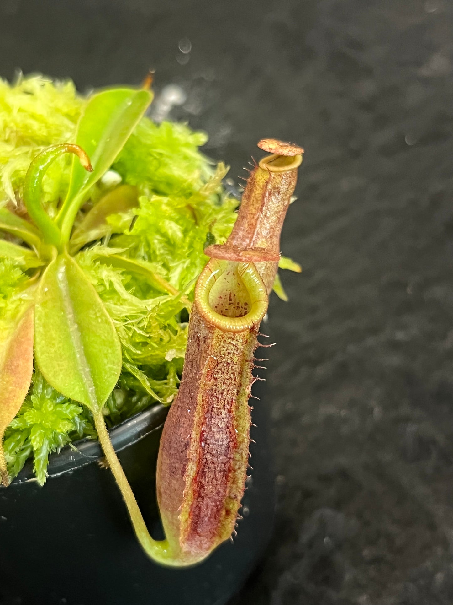 Nepenthes (veitchii x lowii) x sp. #1