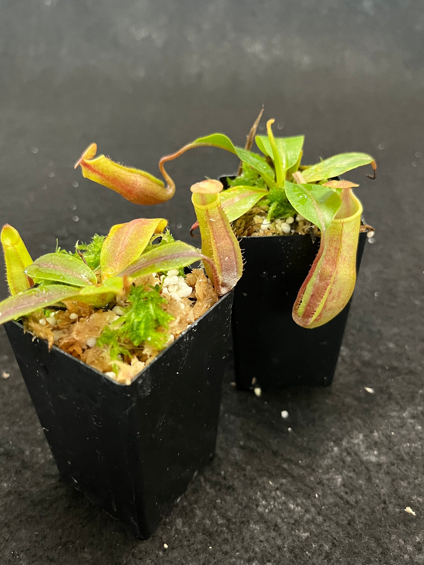 Nepenthes veitchii x mira