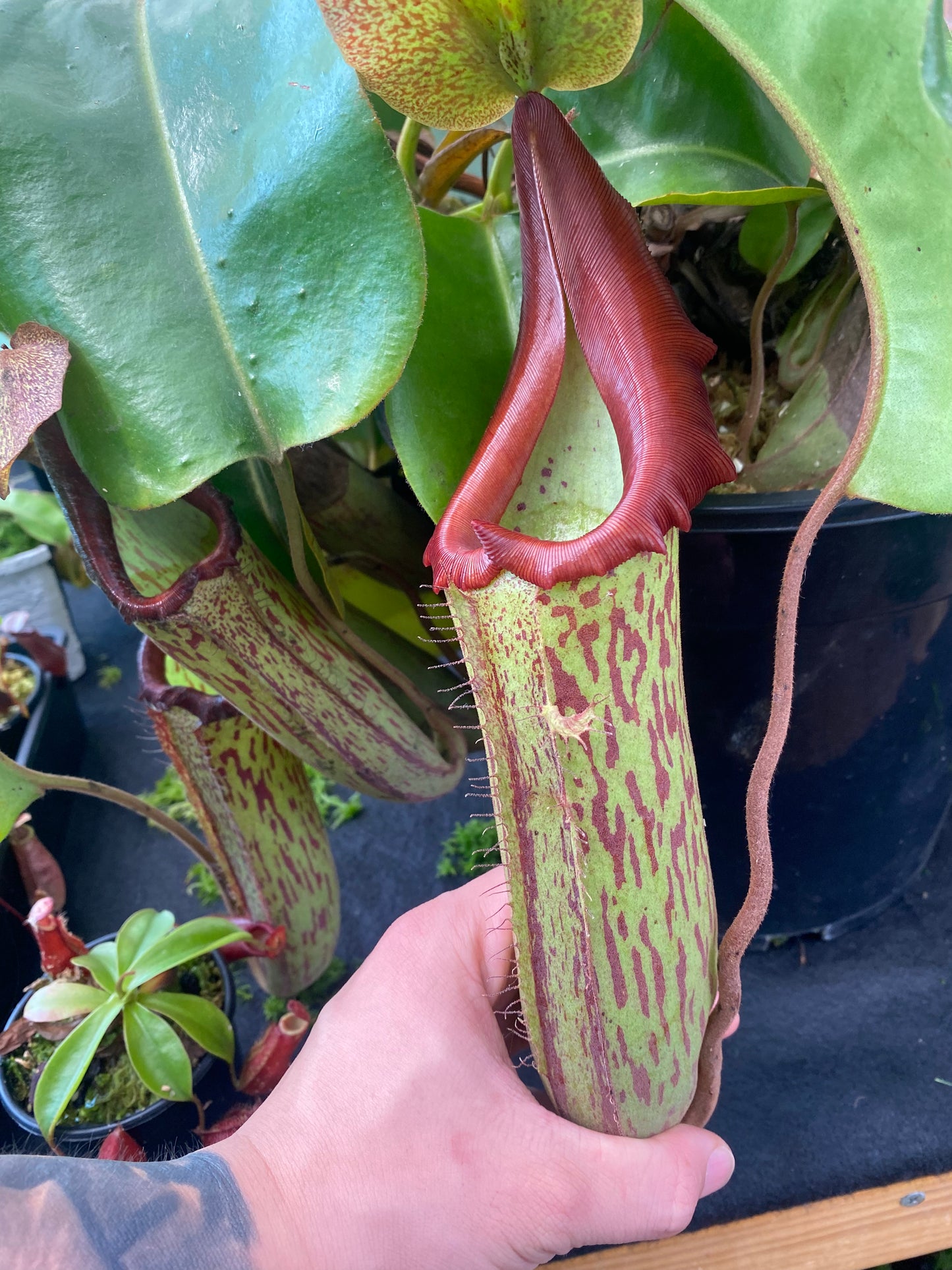 Nepenthes truncata x maxima