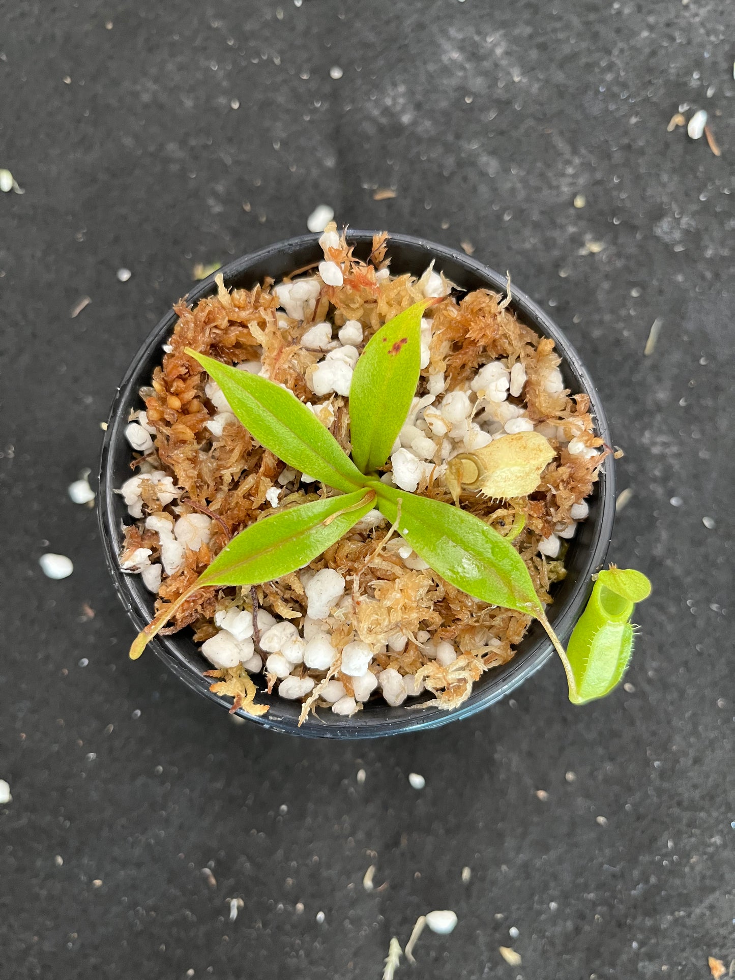 Nepenthes gymnamphora (Talakmau)