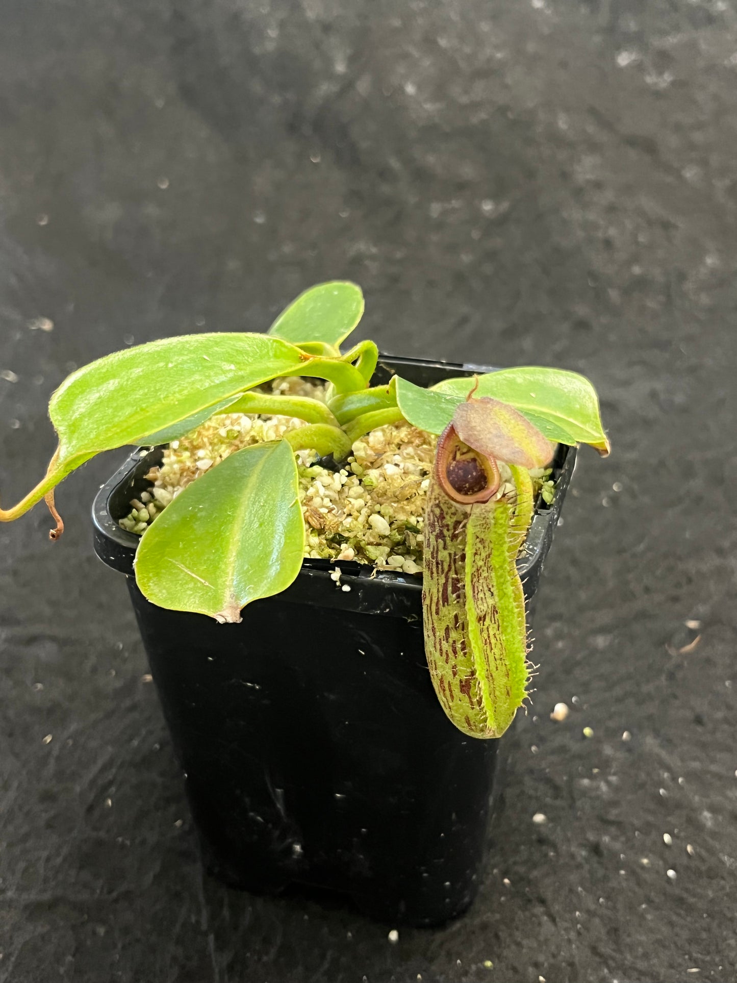 Nepenthes robcantleyi x fusca