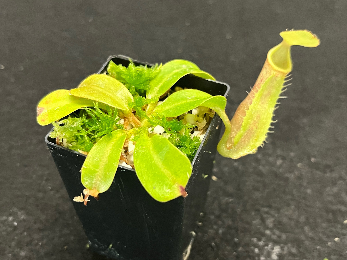 Nepenthes robcantleyi x veitchii