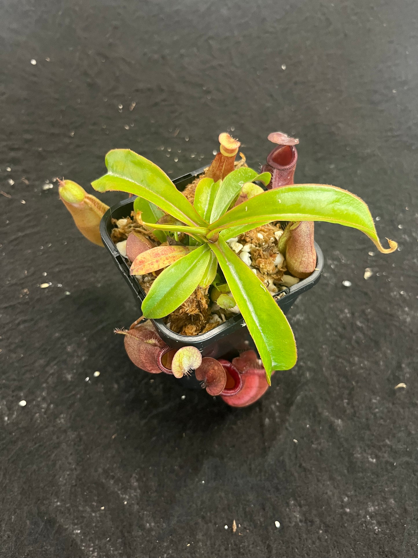 Nepenthes densiflora x mirabilis var. globosa BE-3656