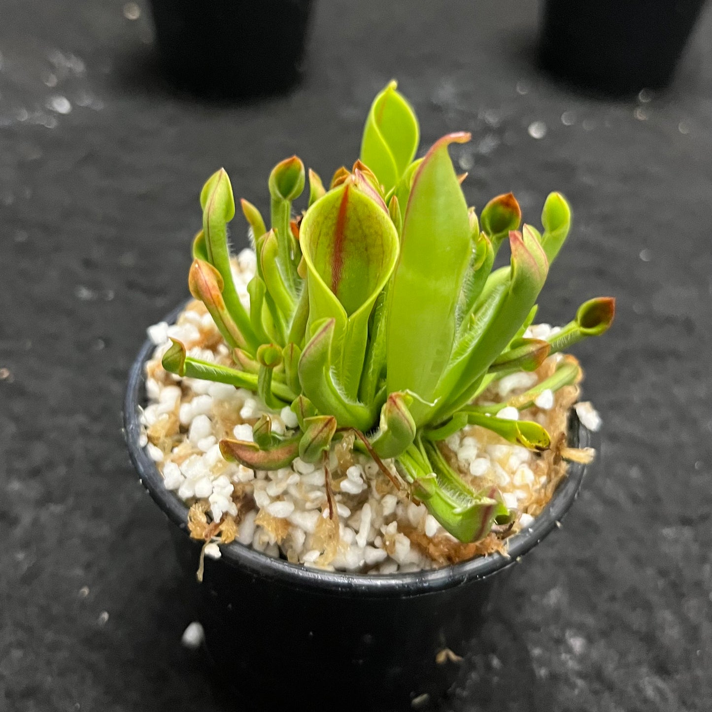 Heliamphora heterodoxa x minor