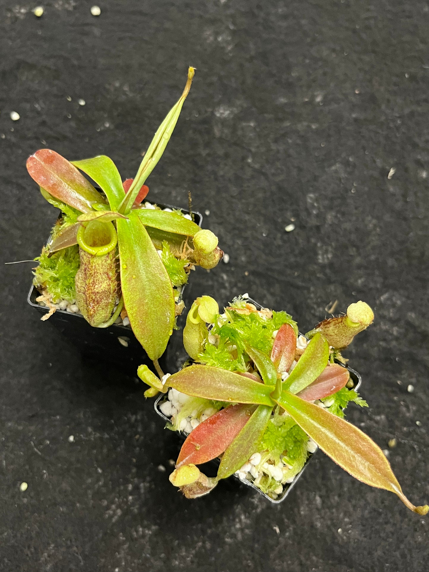 Nepenthes spectabilis Perkinson Giant