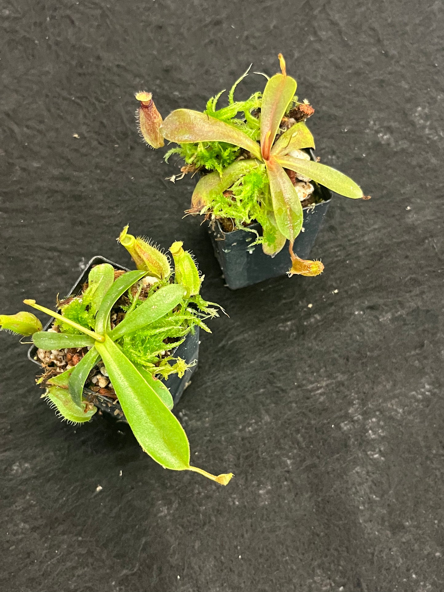 Nepenthes hamata x veitchii BE-4086