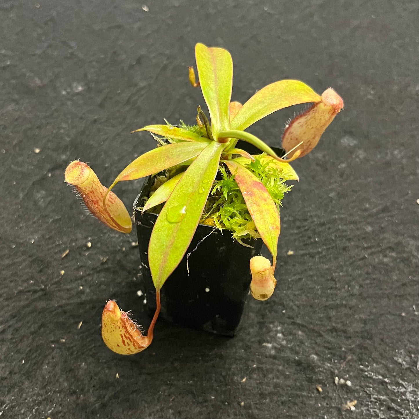 Nepenthes spectabilis x ventricosa