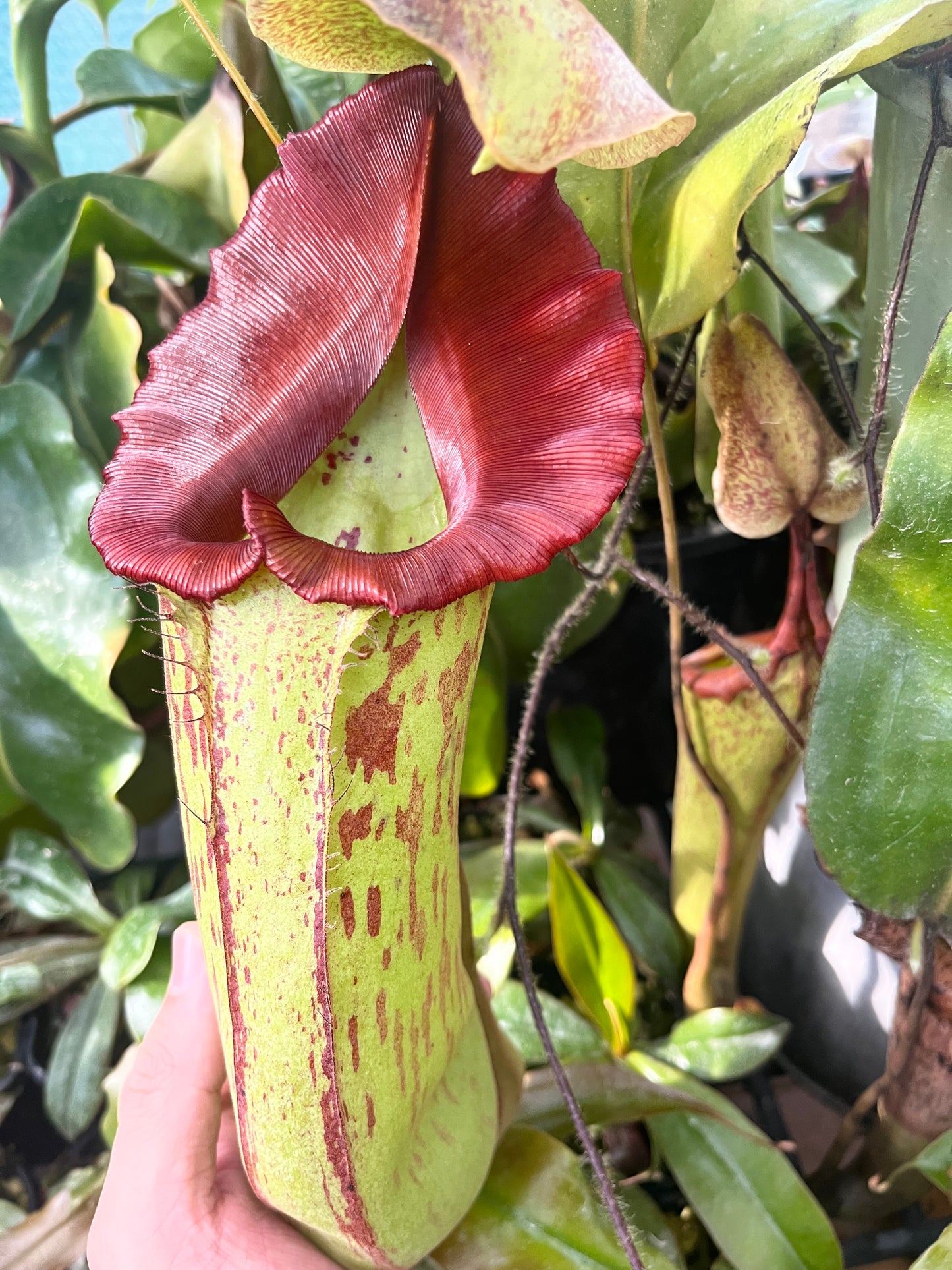 Nepenthes truncata x maxima