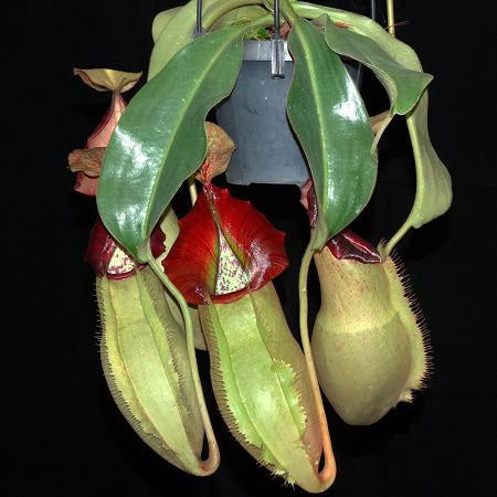 Nepenthes spathulata x veitchii