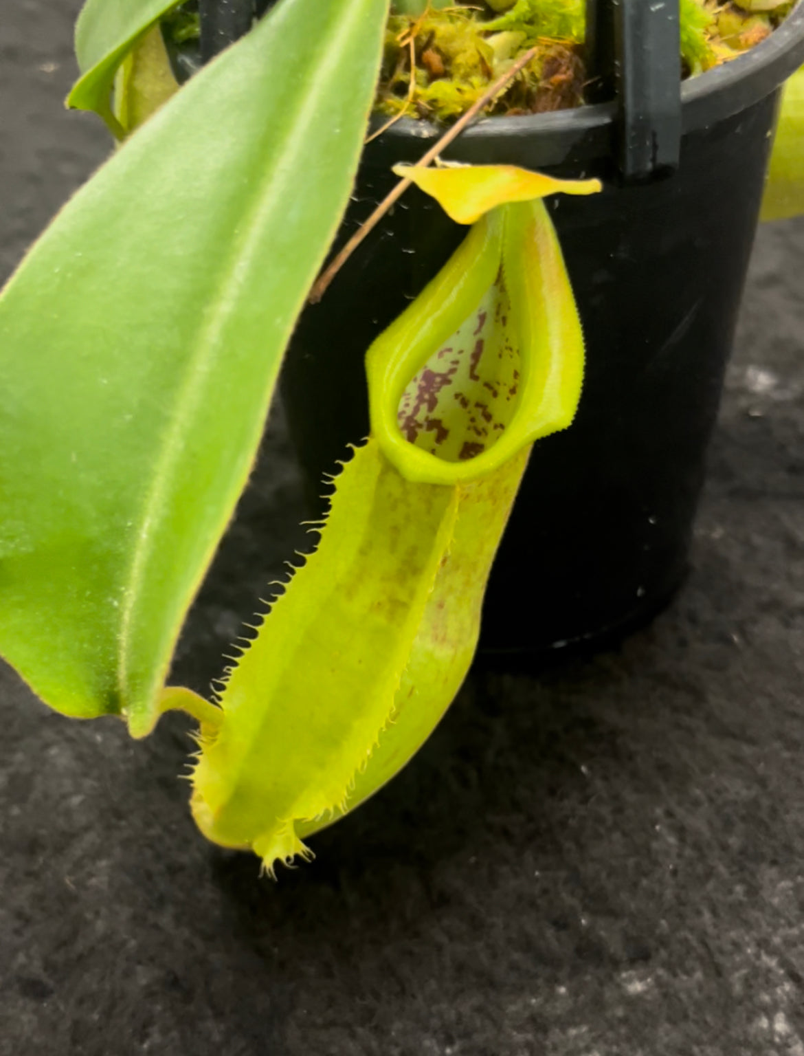 Nepenthes spathulata x veitchii