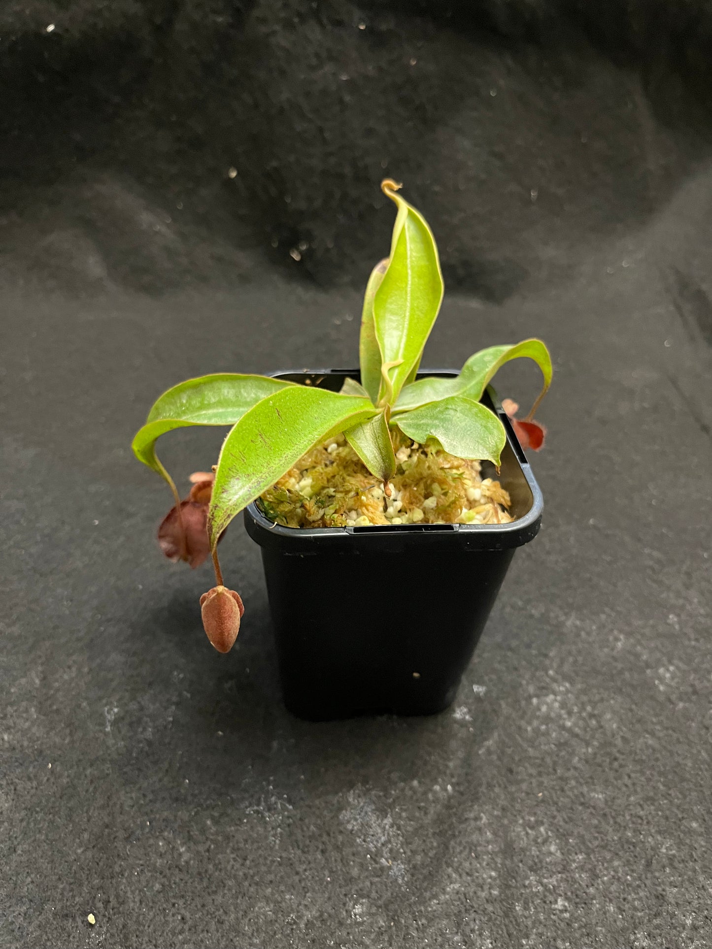 Nepenthes mirabilis var. globosa x ampullaria Black Miracle