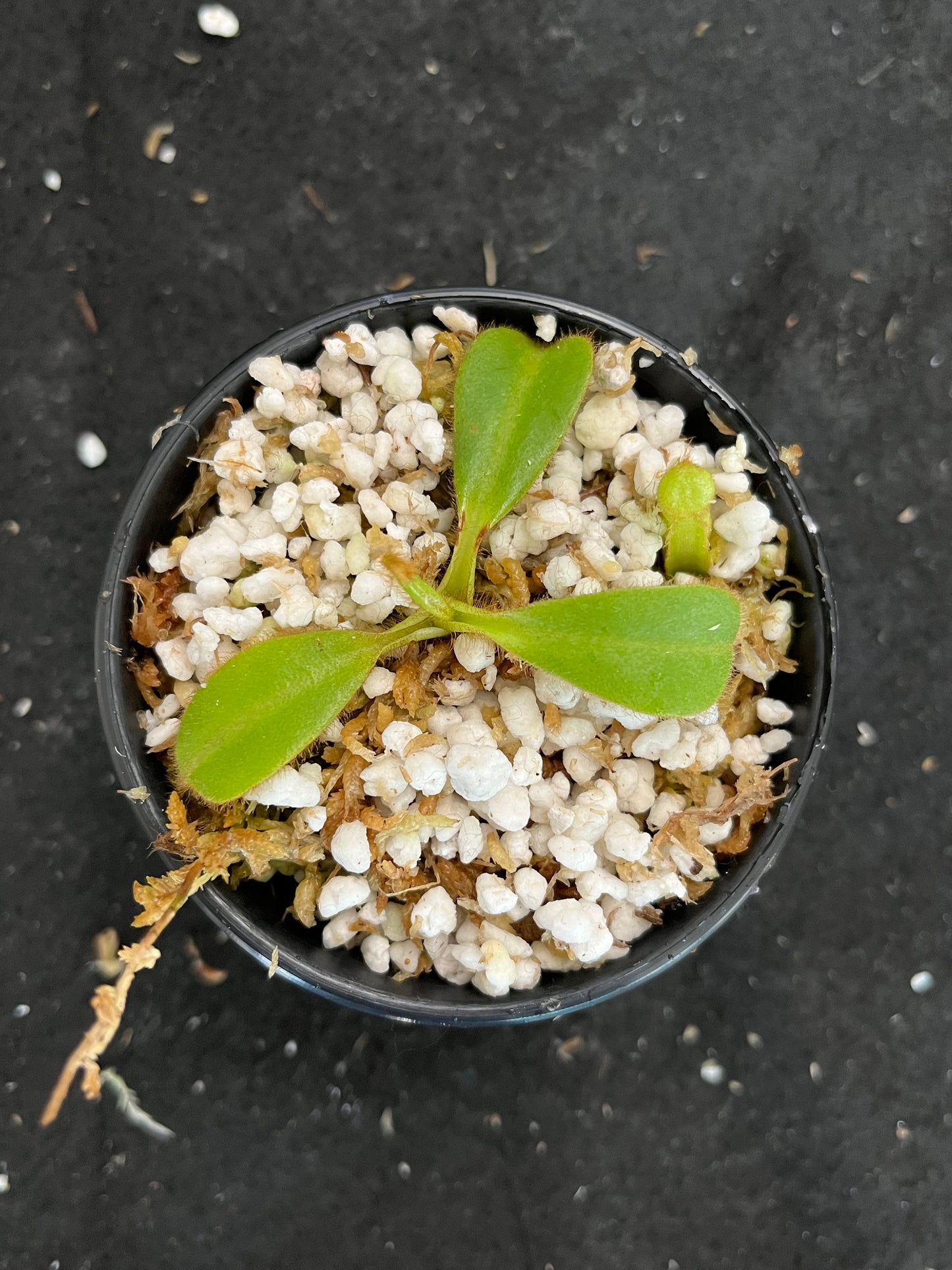 Nepenthes chaniana x veitchii