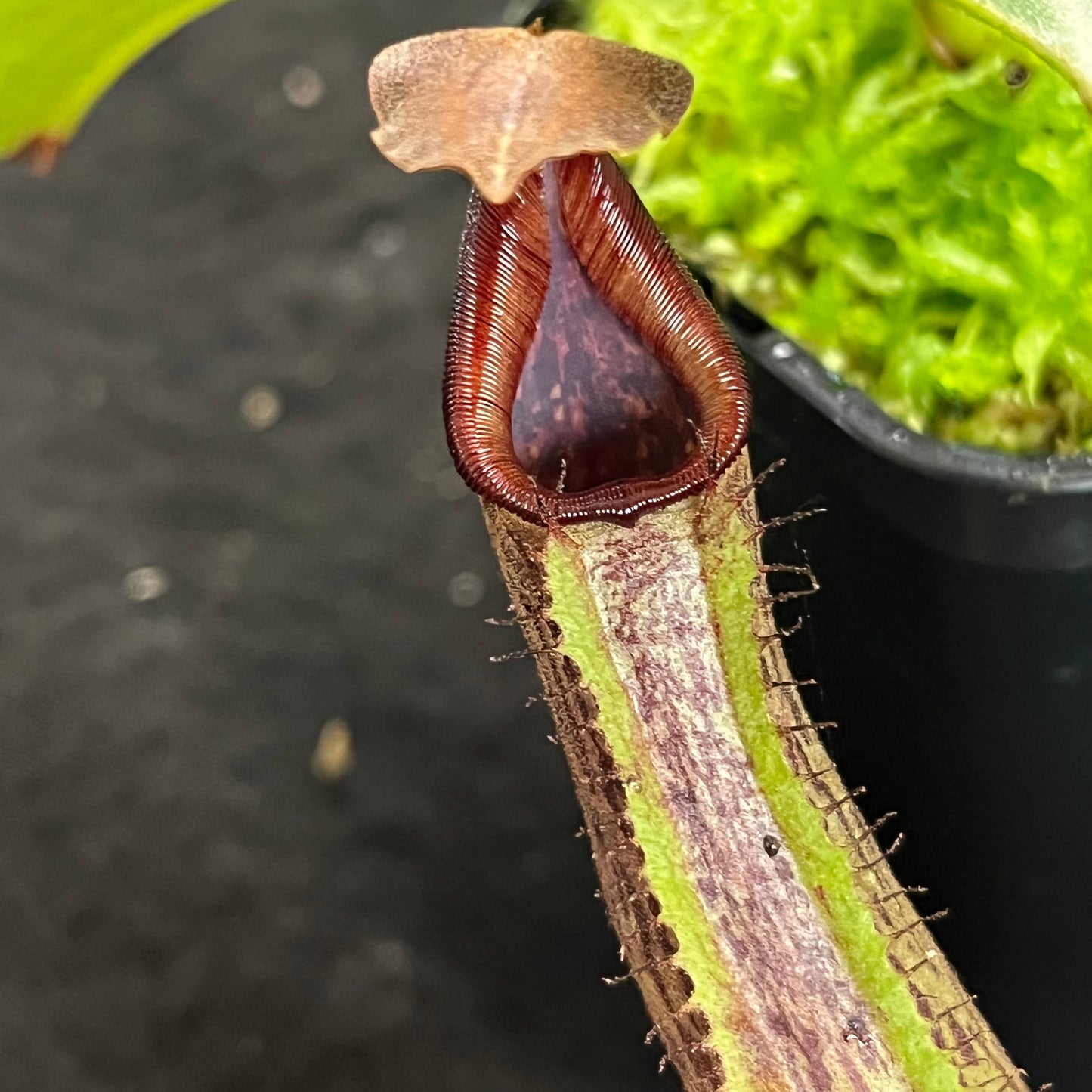 Nepenthes robcantleyi x fusca