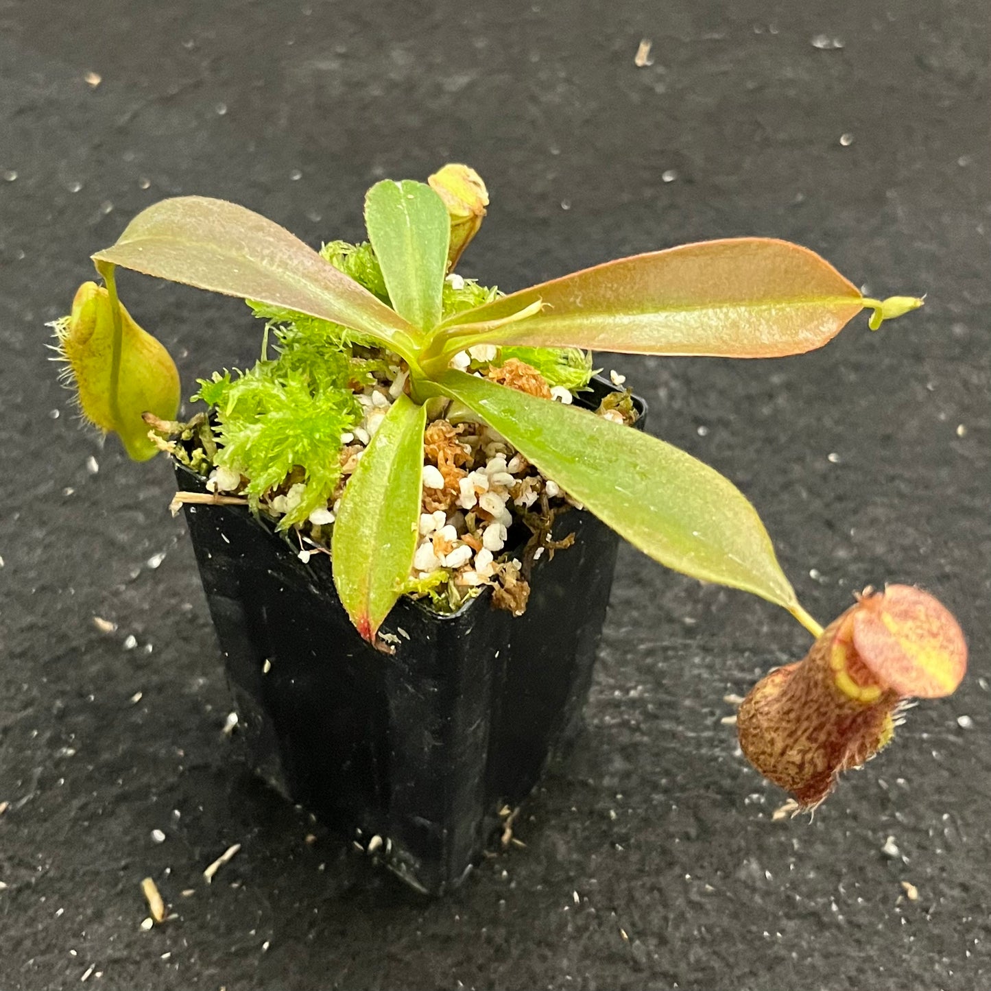 Nepenthes 'Helen' BE-4528