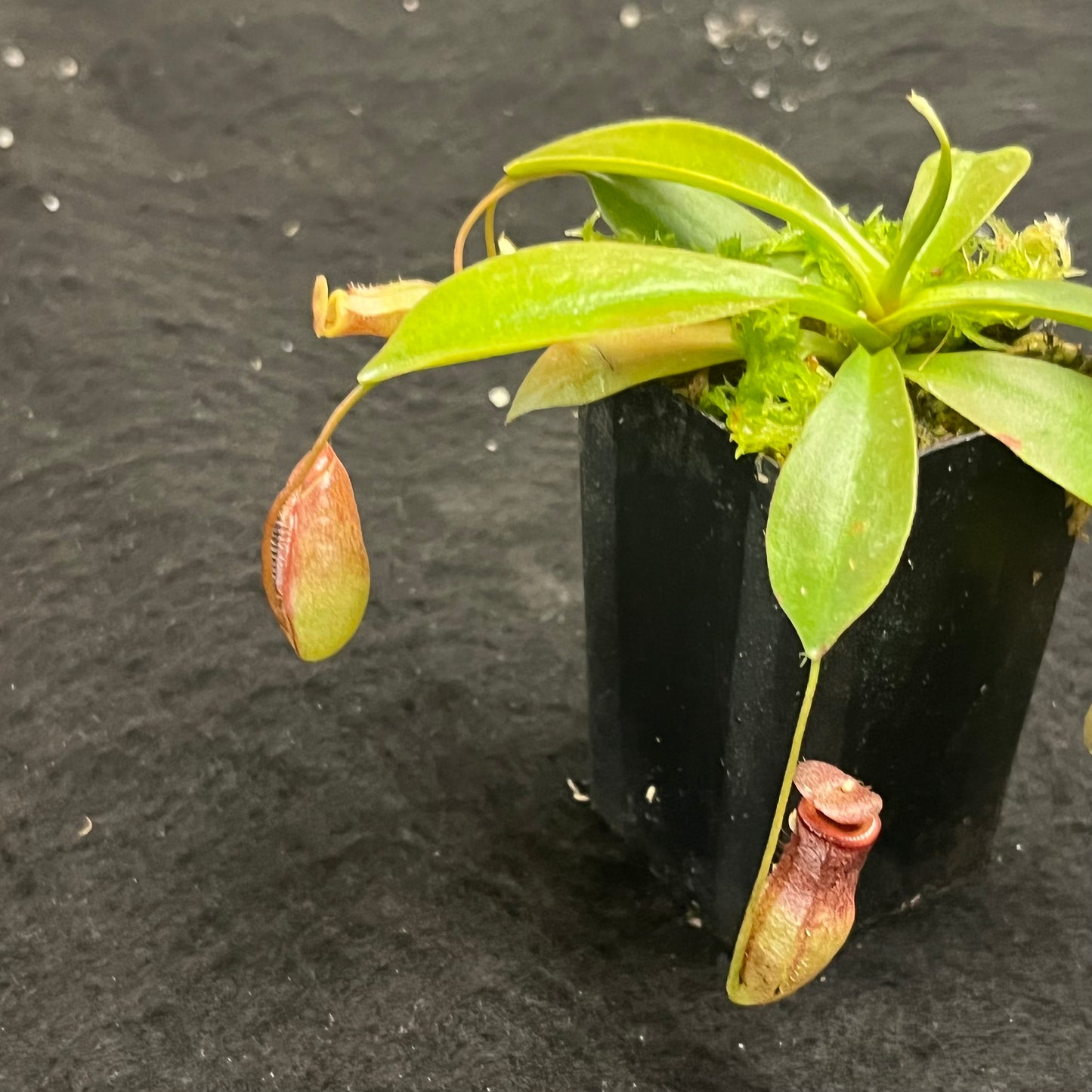 Nepenthes rajah x tenuis BE-4083