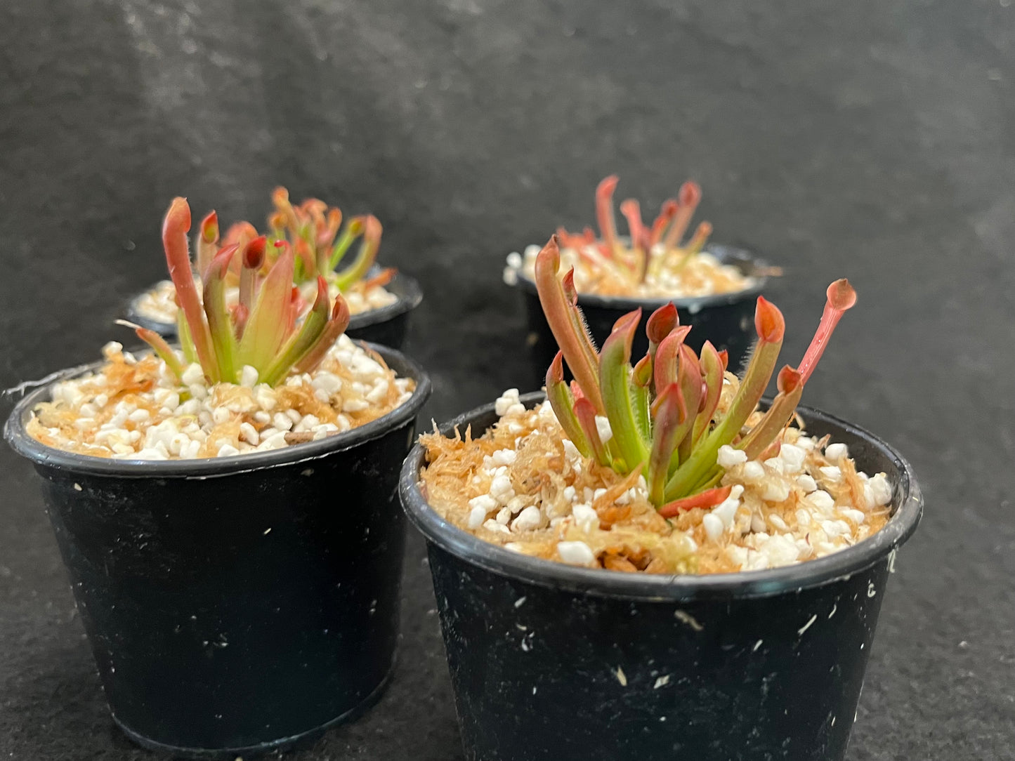 Heliamphora heterodoxa x minor