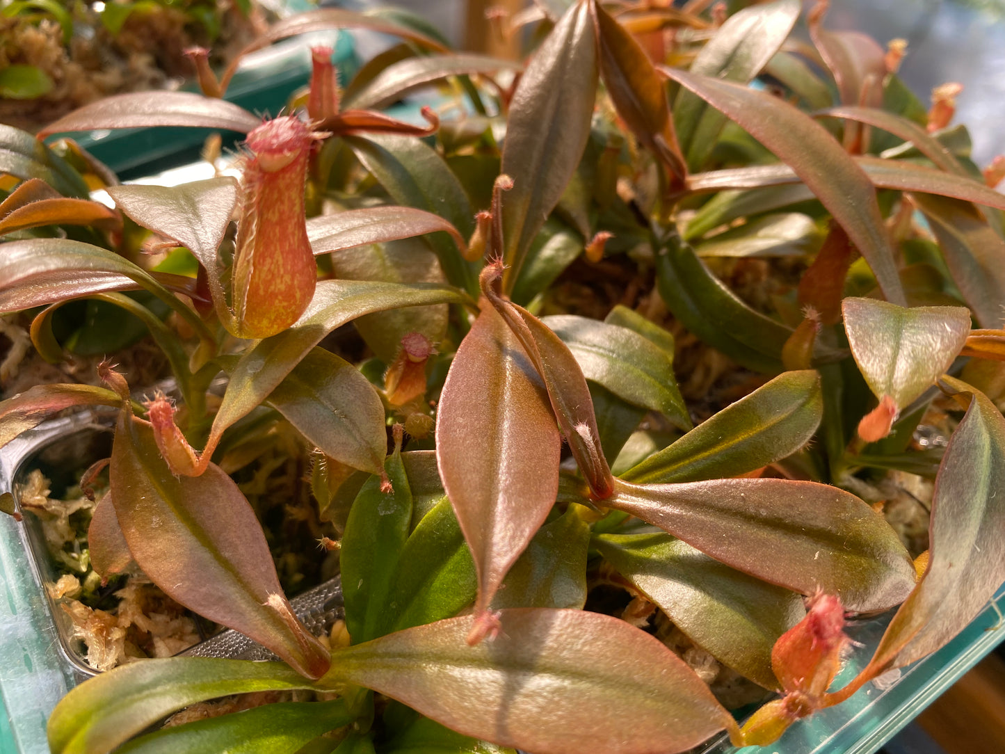 Nepenthes ampullaria x ventricosa "Bloody Mary”